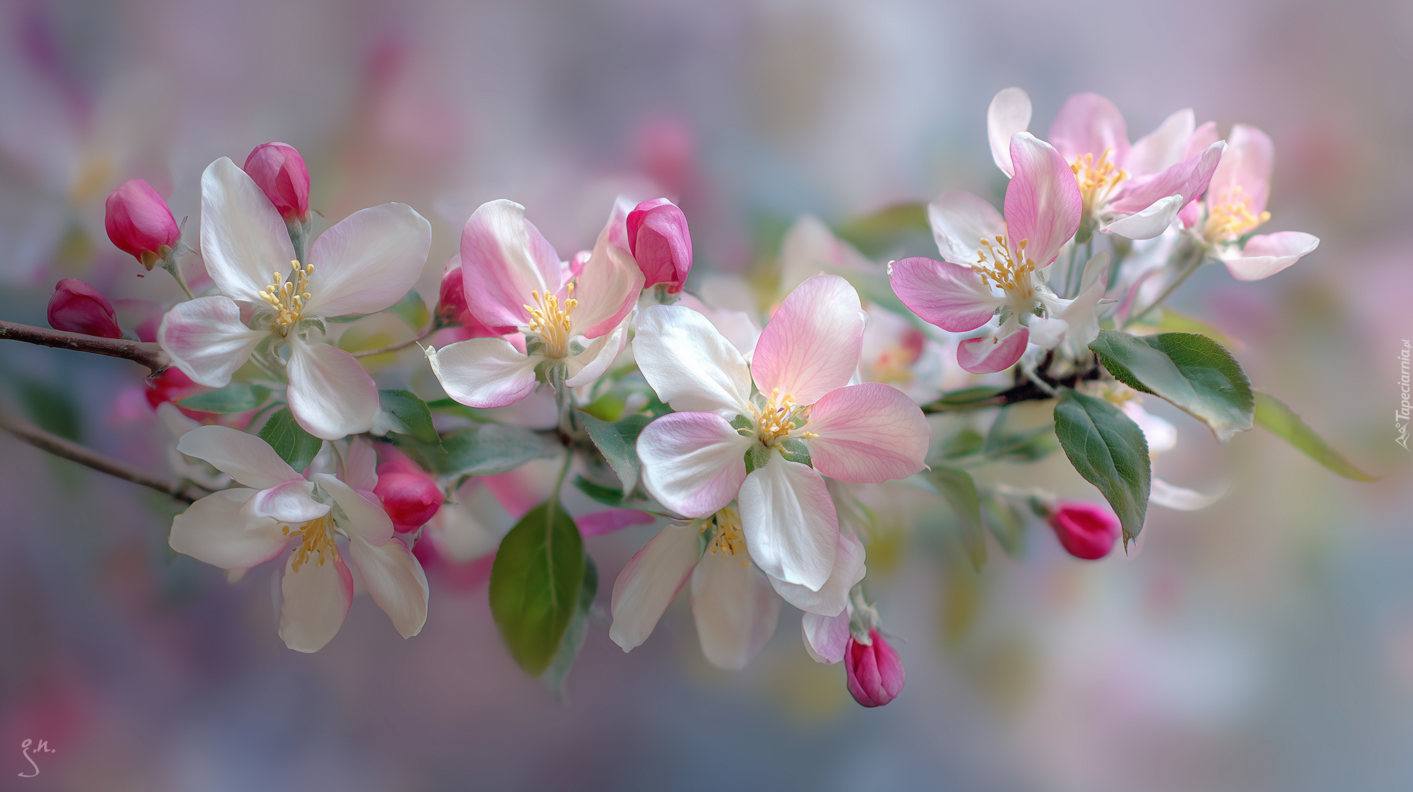 Różowe, Kwiaty, Drzewo owocowe, Grafika AI