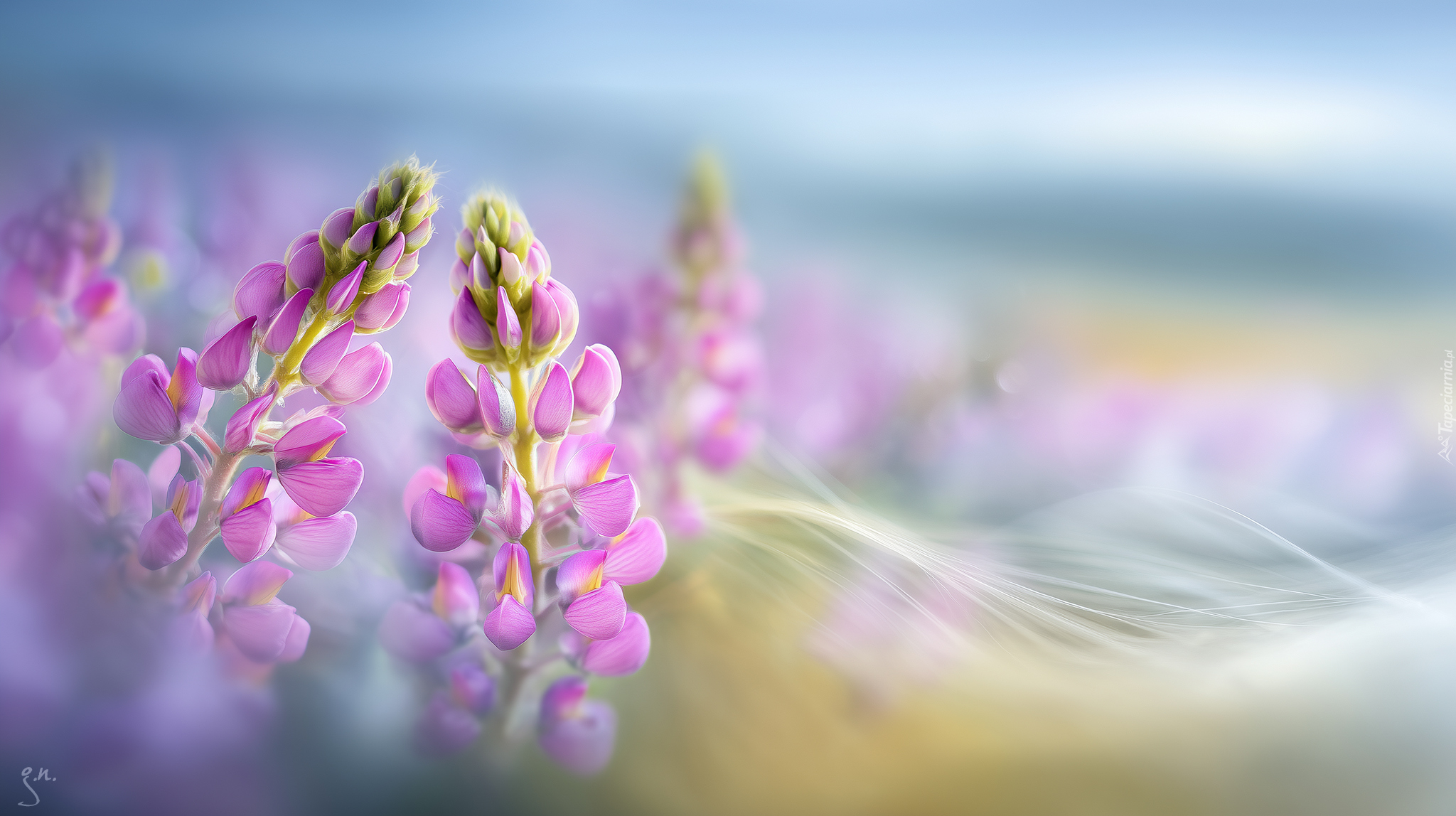 Łubin, Różowe, Kwiaty, Grafika AI