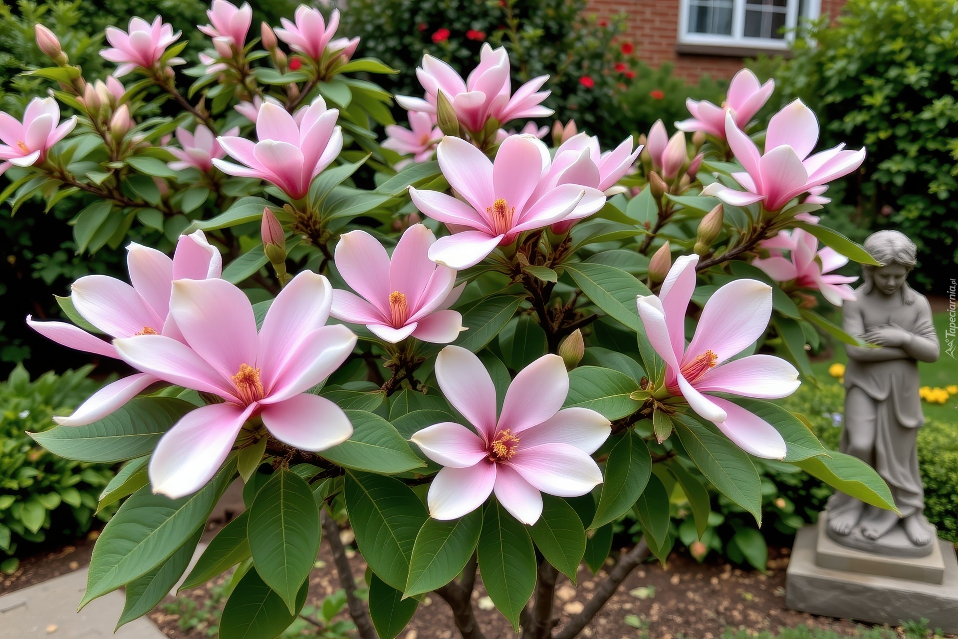 Krzew, Magnolie, Różowe, Pąki