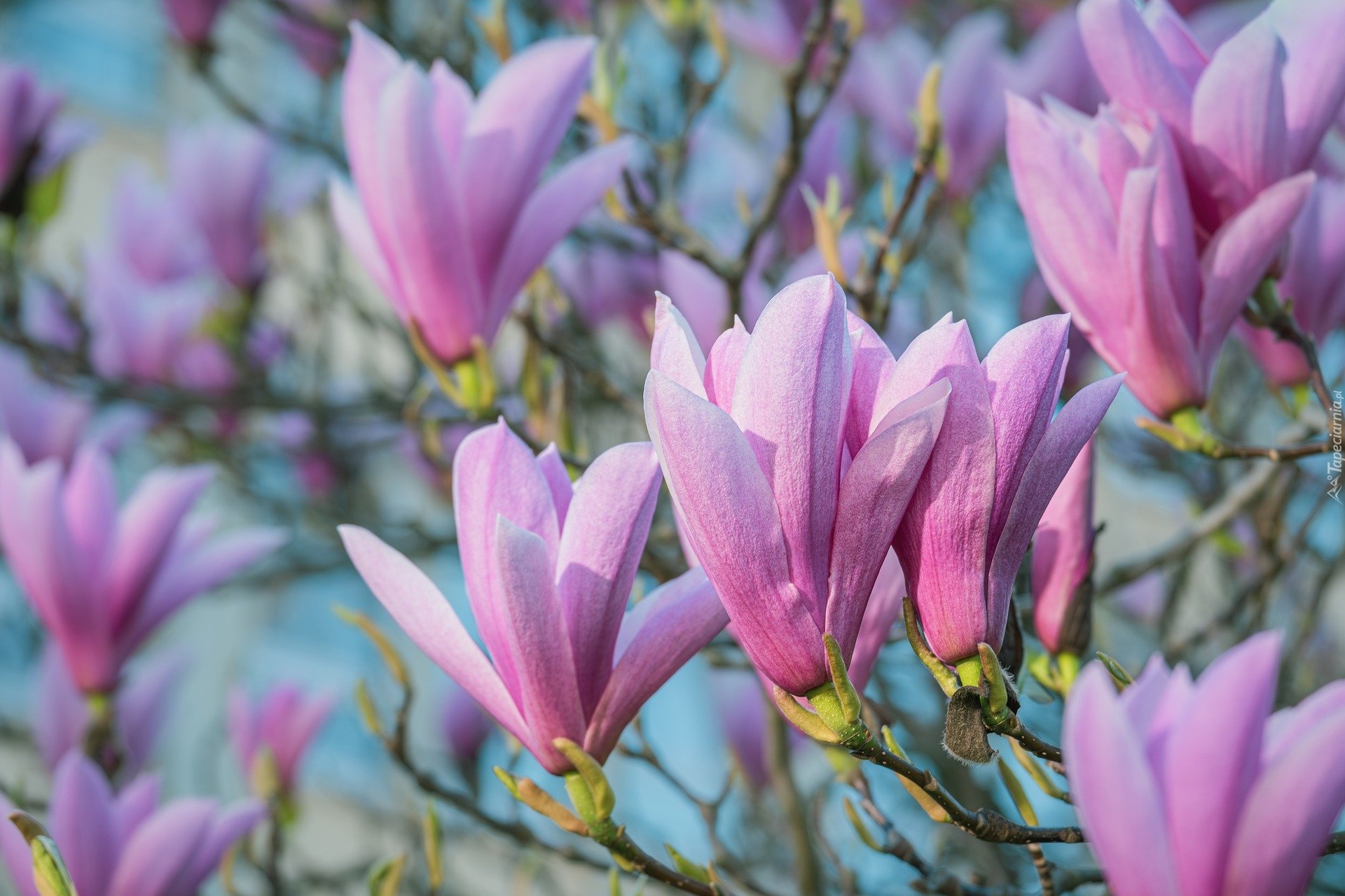 Kwiaty, Różowa, Magnolia