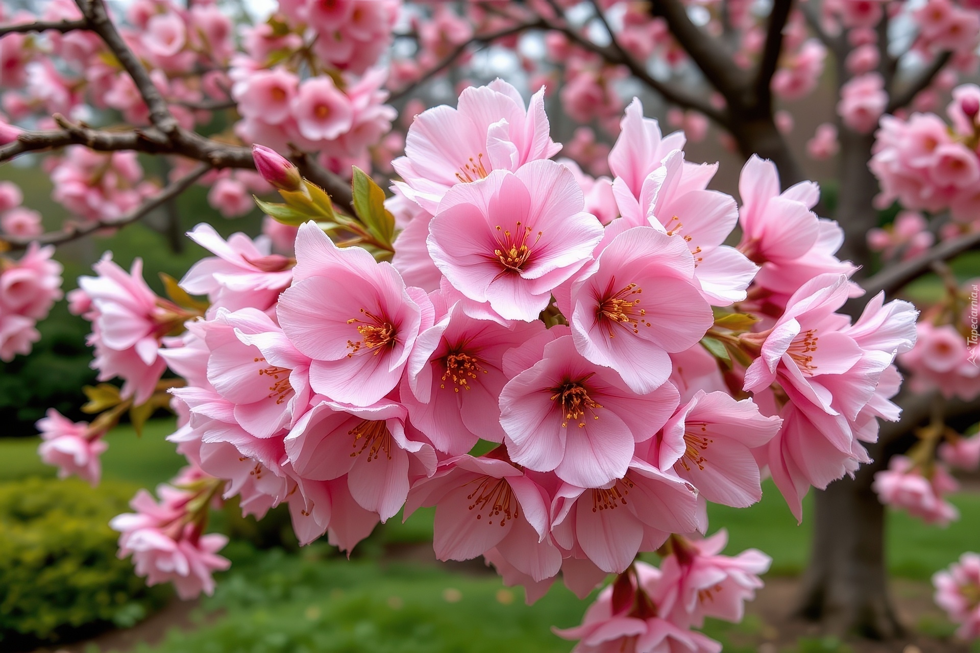 Kwiaty, Drzewo owocowe, Grafika