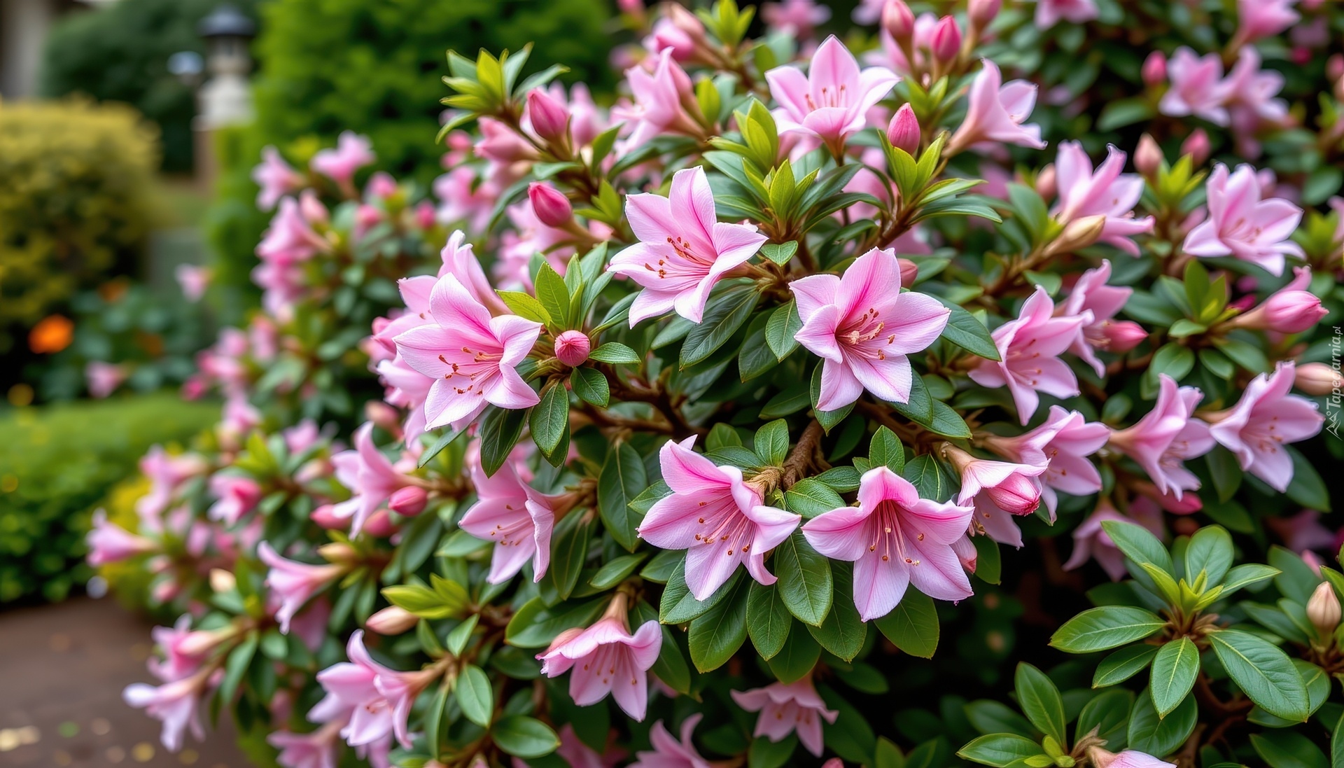 Kwiaty, Różowe, Krzew, Różanecznik, Grafika AI