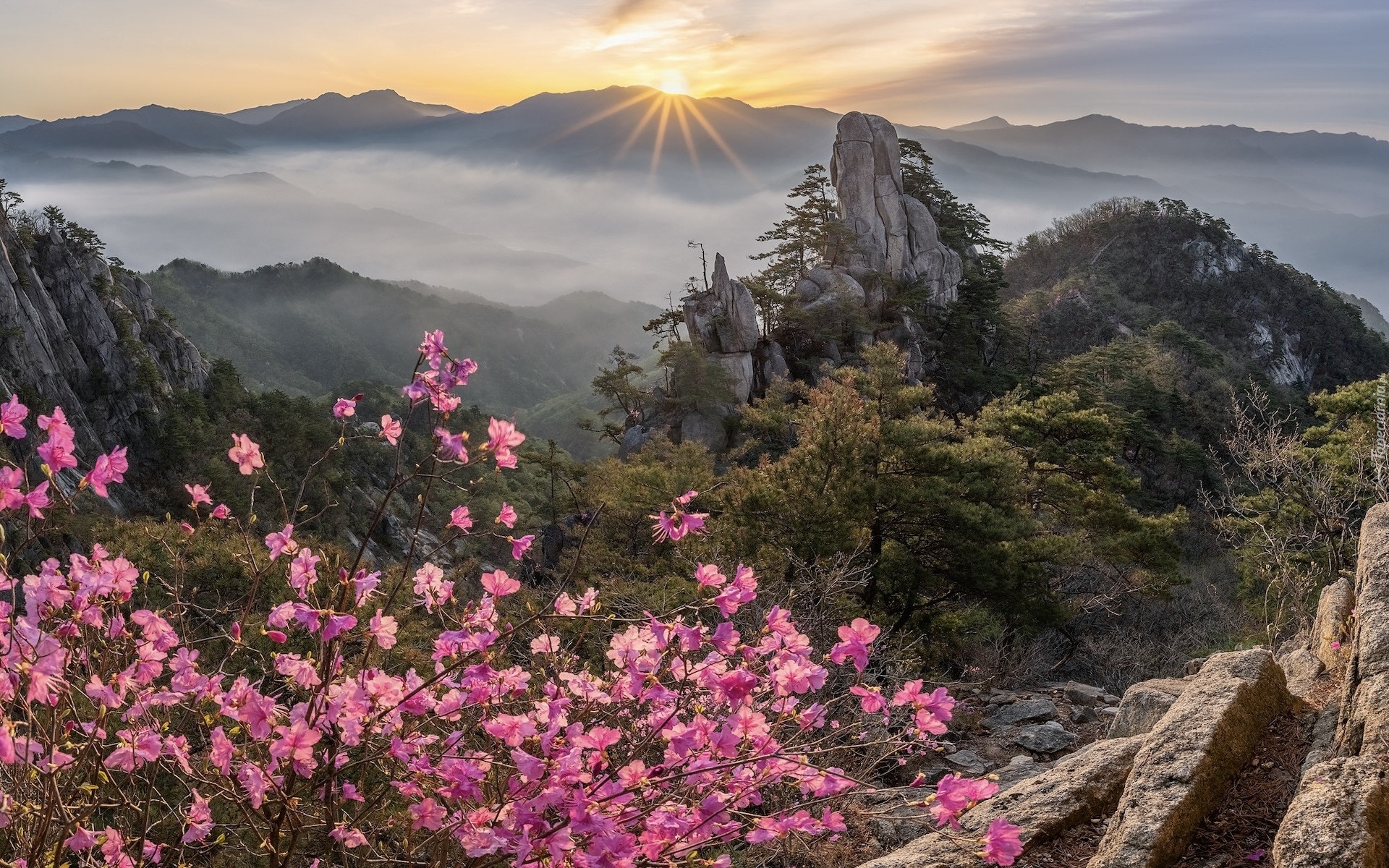 Góry, Unaksan, Wschód słońca, Skały, Mgła, Kwiaty, Różowe, Drzewa, Korea Południowa