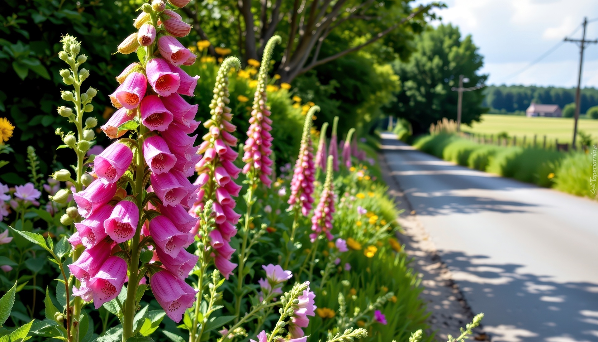 Naparstnica, Kwiaty, Droga, Grafika AI