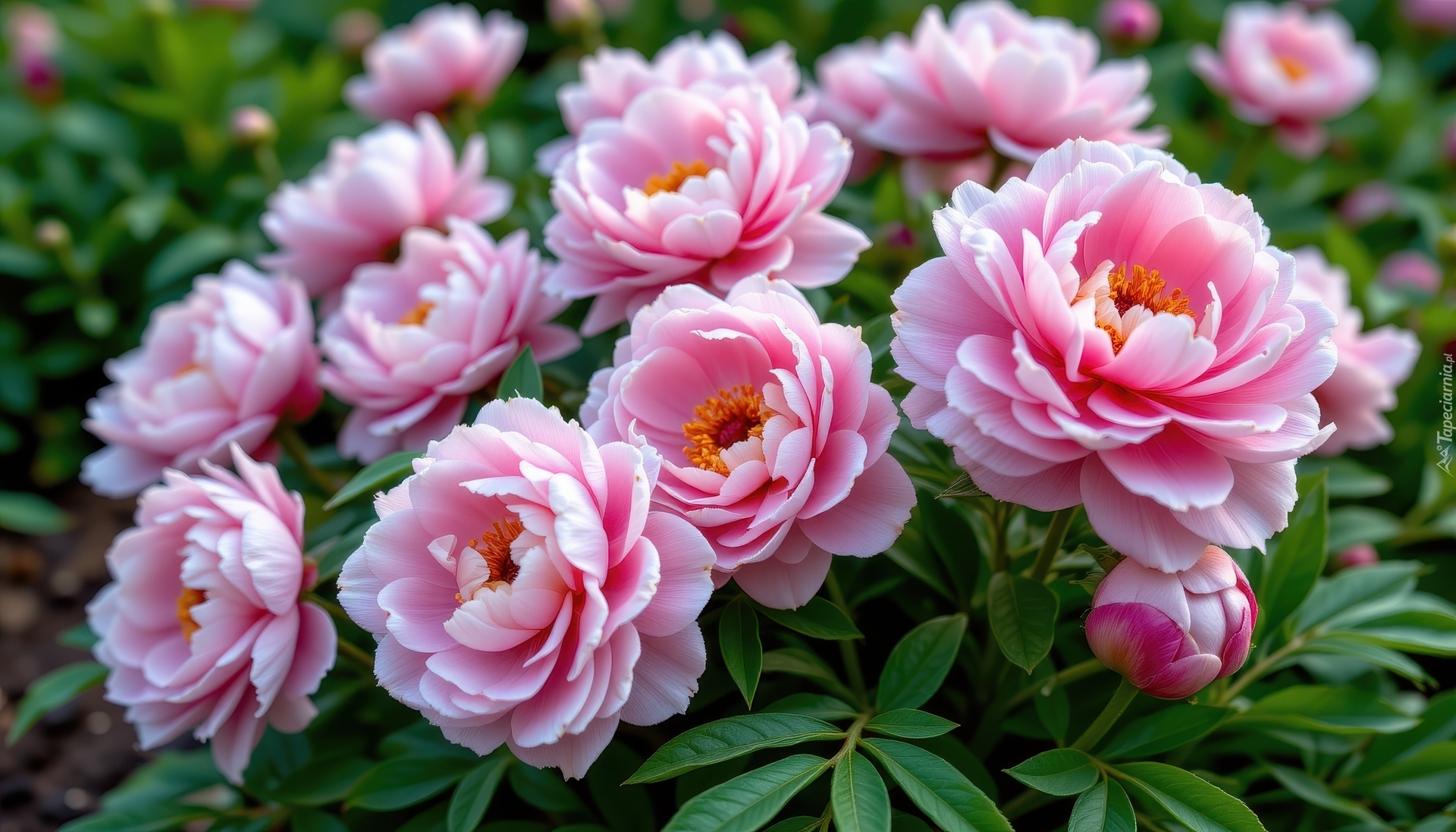 Różowe, Piwonie, Pąki, Liście