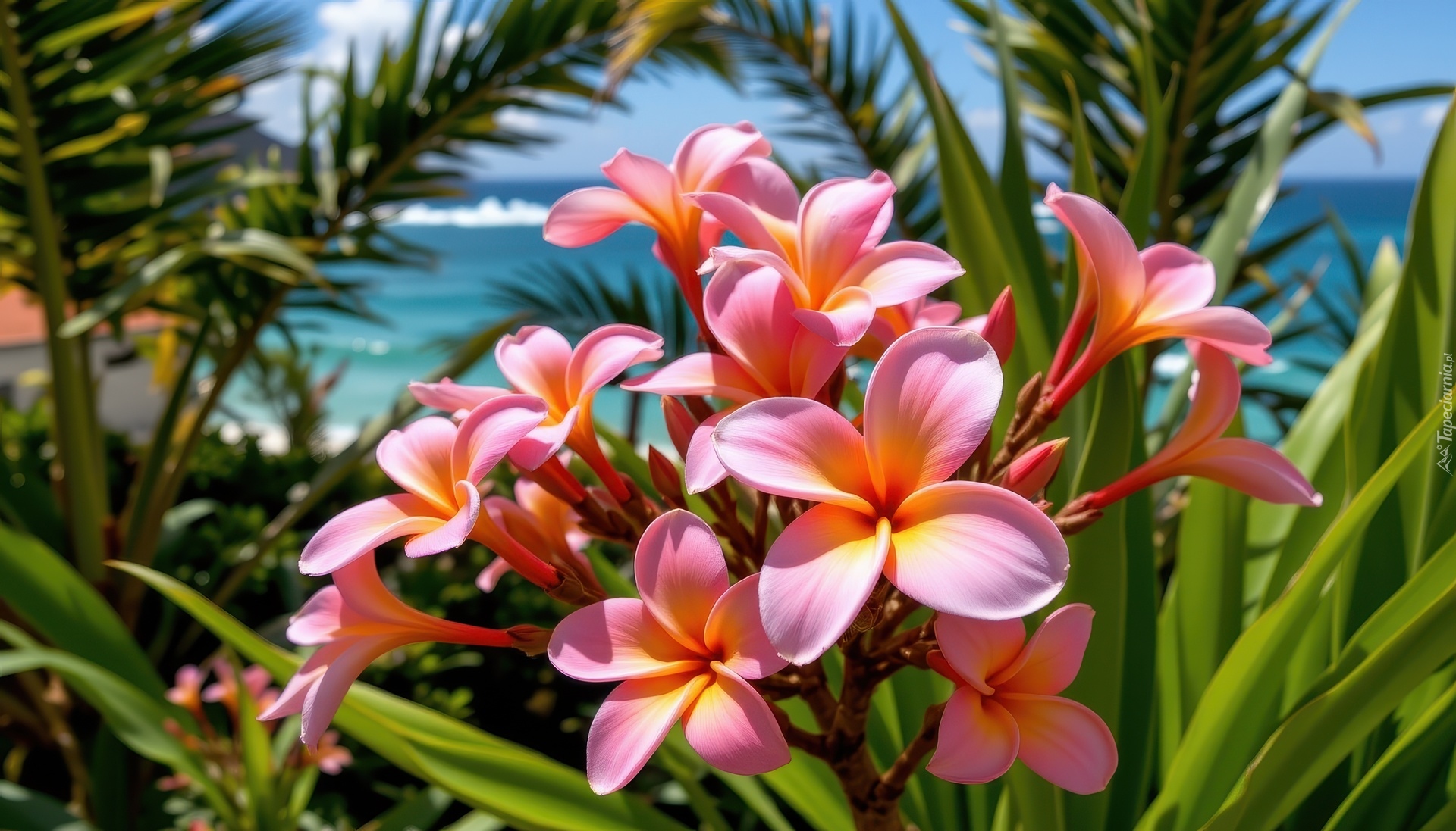 Plumeria, Kwiaty, Grafika AI
