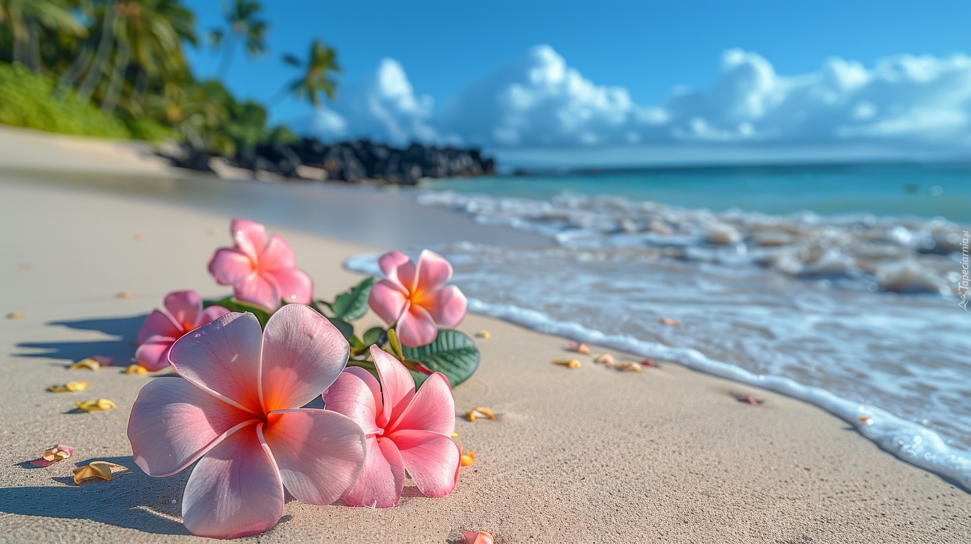 Plumeria, Kwiaty, Plaża, Morze, Grafika Kwiat
