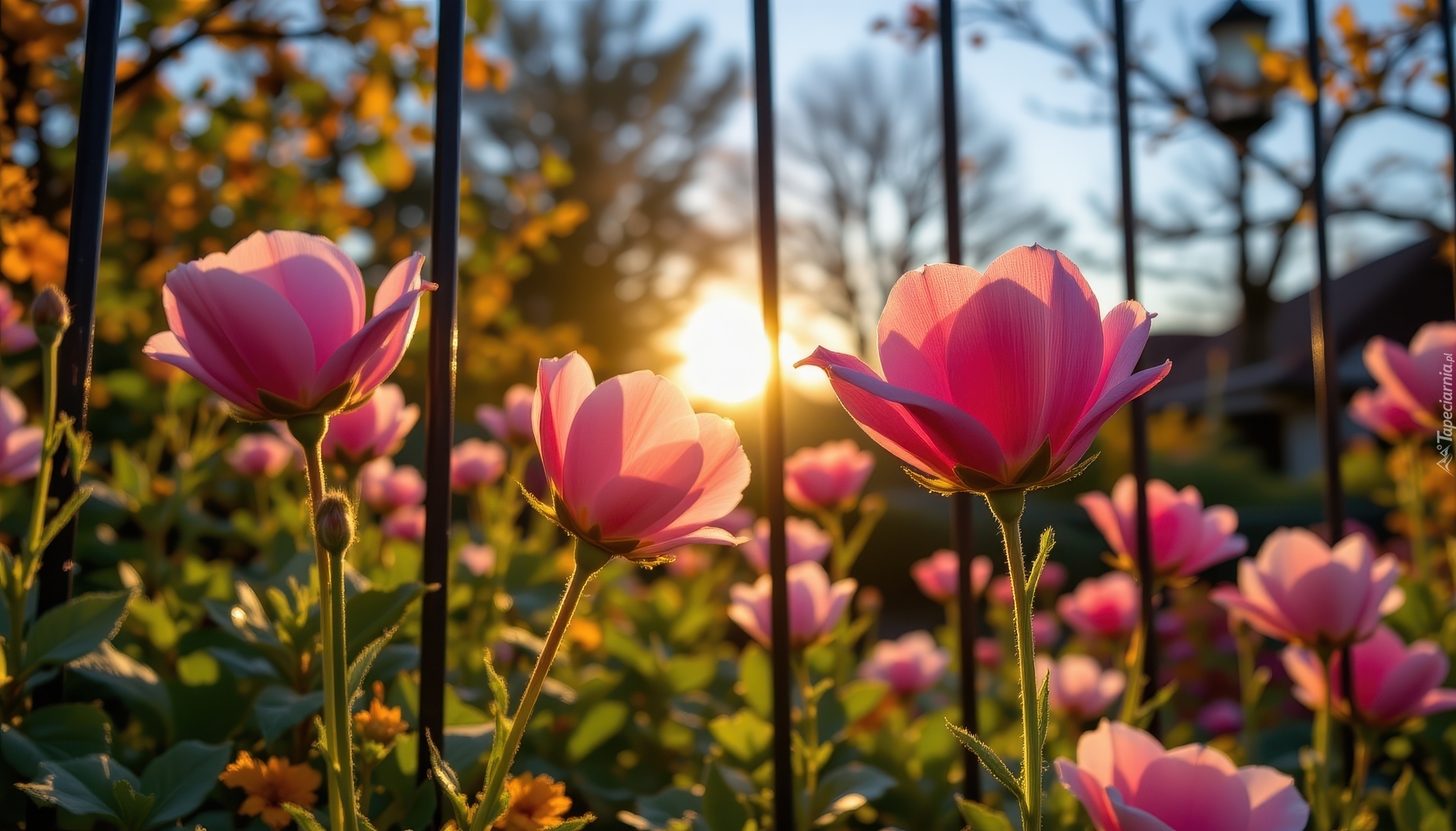 Różowe, Kwiaty, Ogrodzenie, Poranek
