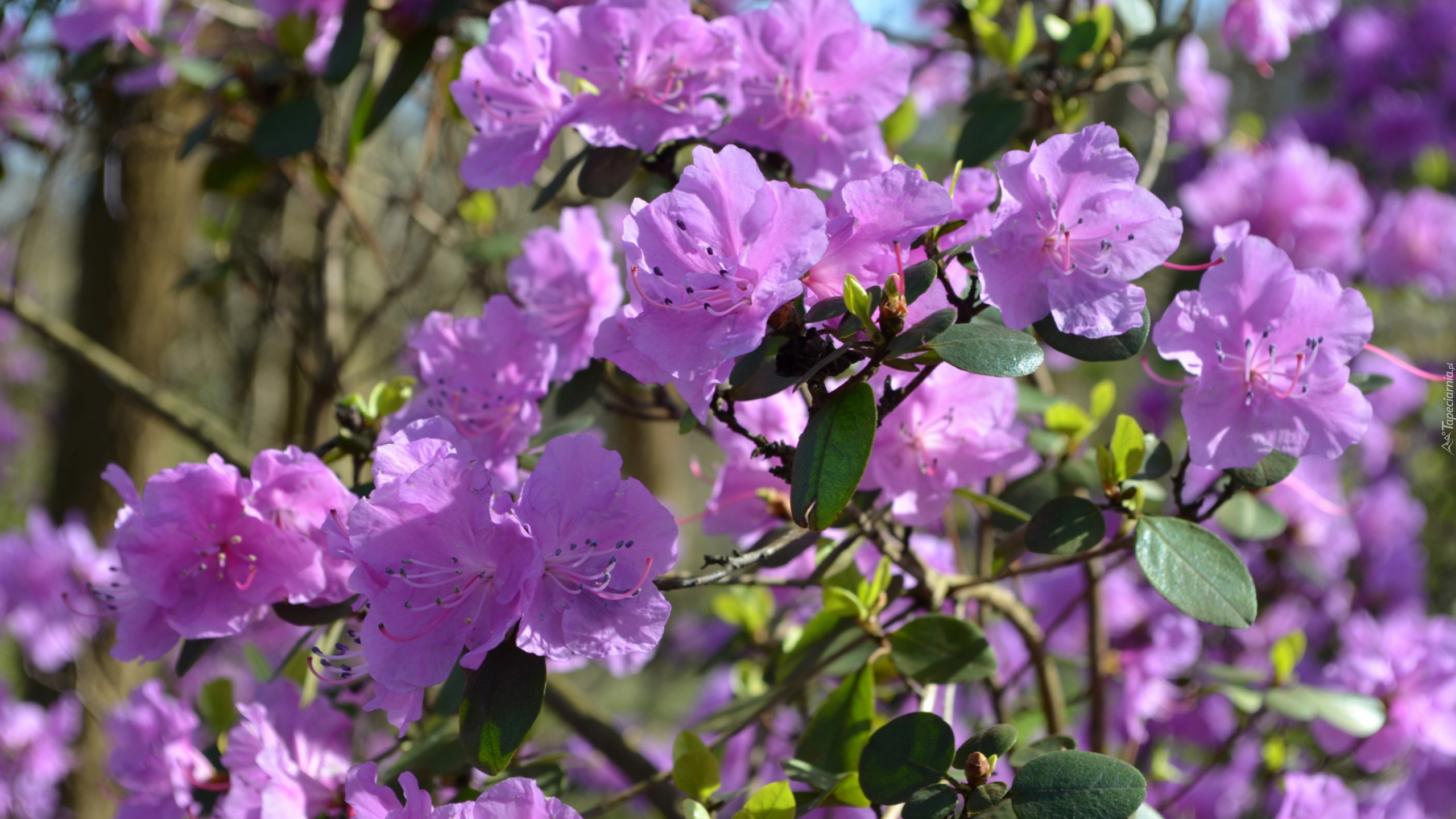 Kwiaty, Rododendron, Różanecznik