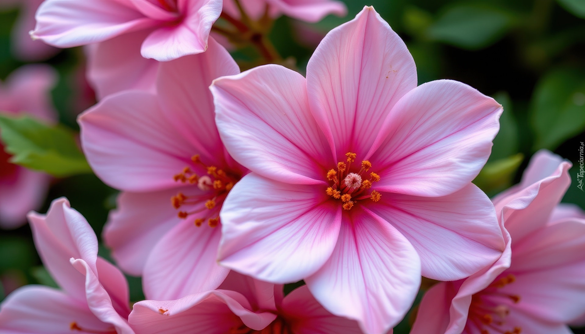 Różowe, Kwiaty, Grafika AI, Zbliżenie