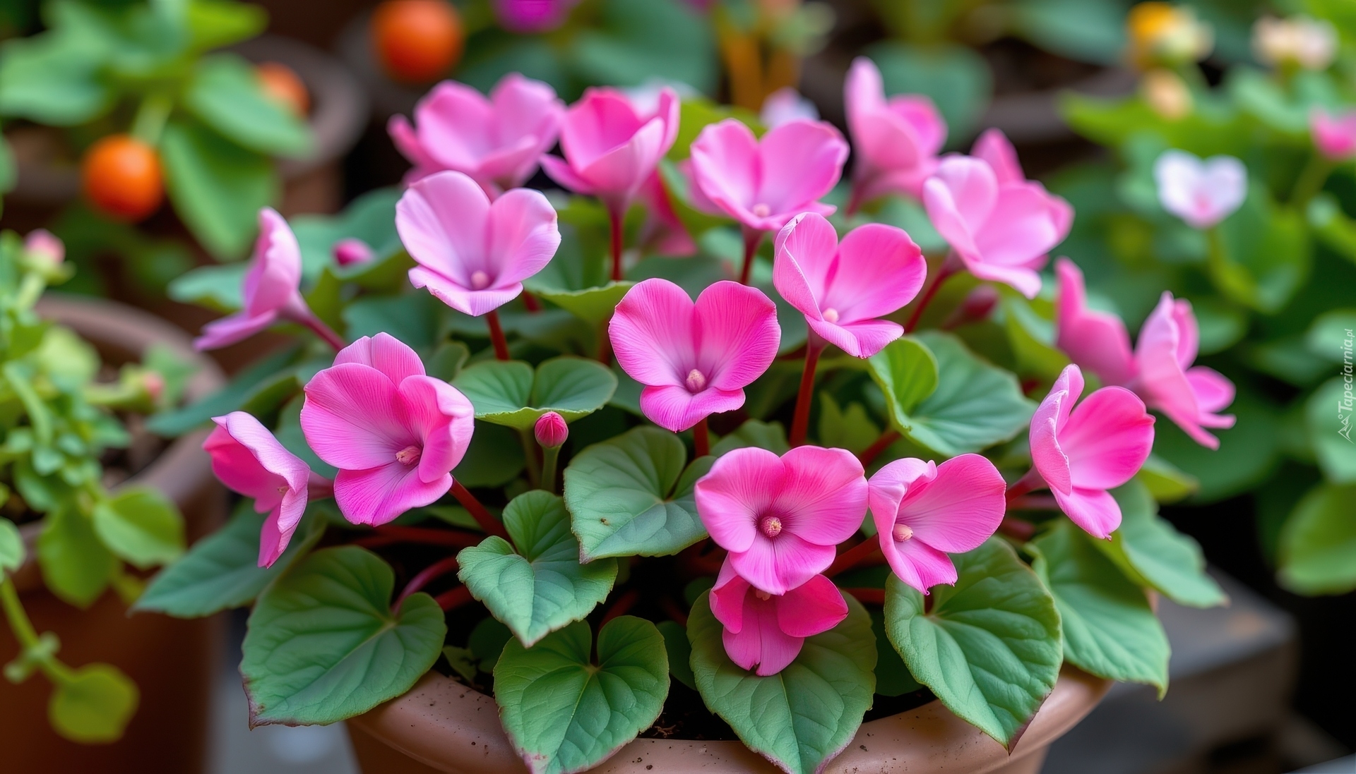 Różowe, Kwiaty, Zielone, Listki, Donica