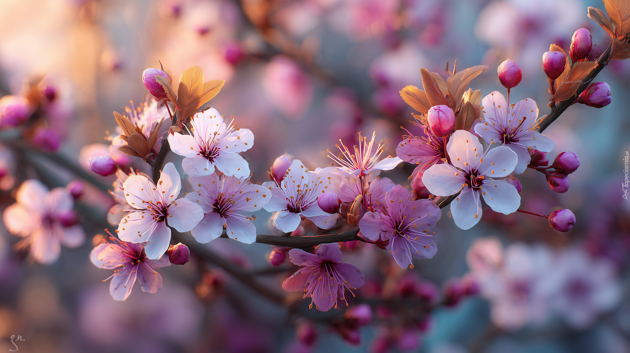 Różowe, Kwiaty, Drzewo owocowe, Grafika AI, Gałązka