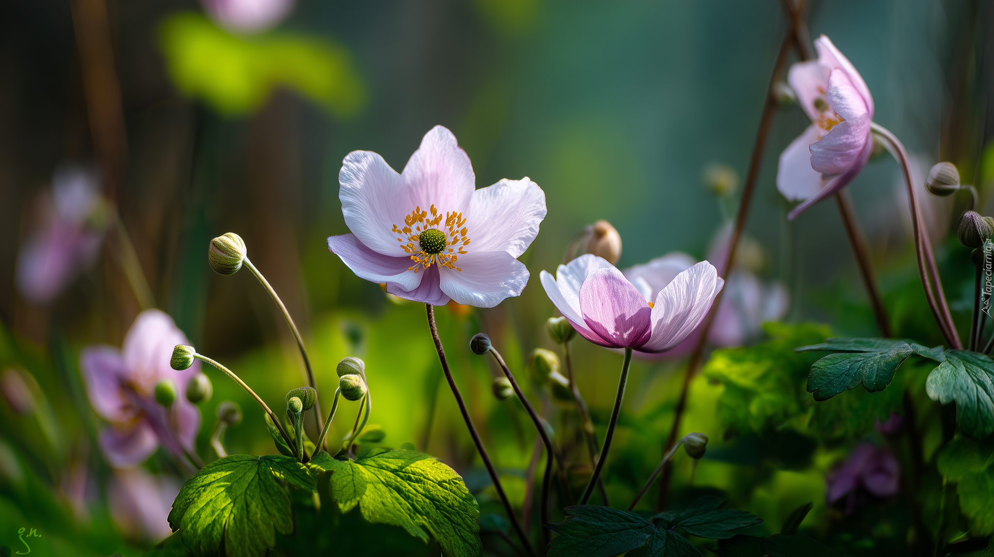 Zawilce japońskie, Różowe, Kwiaty, Grafika AI