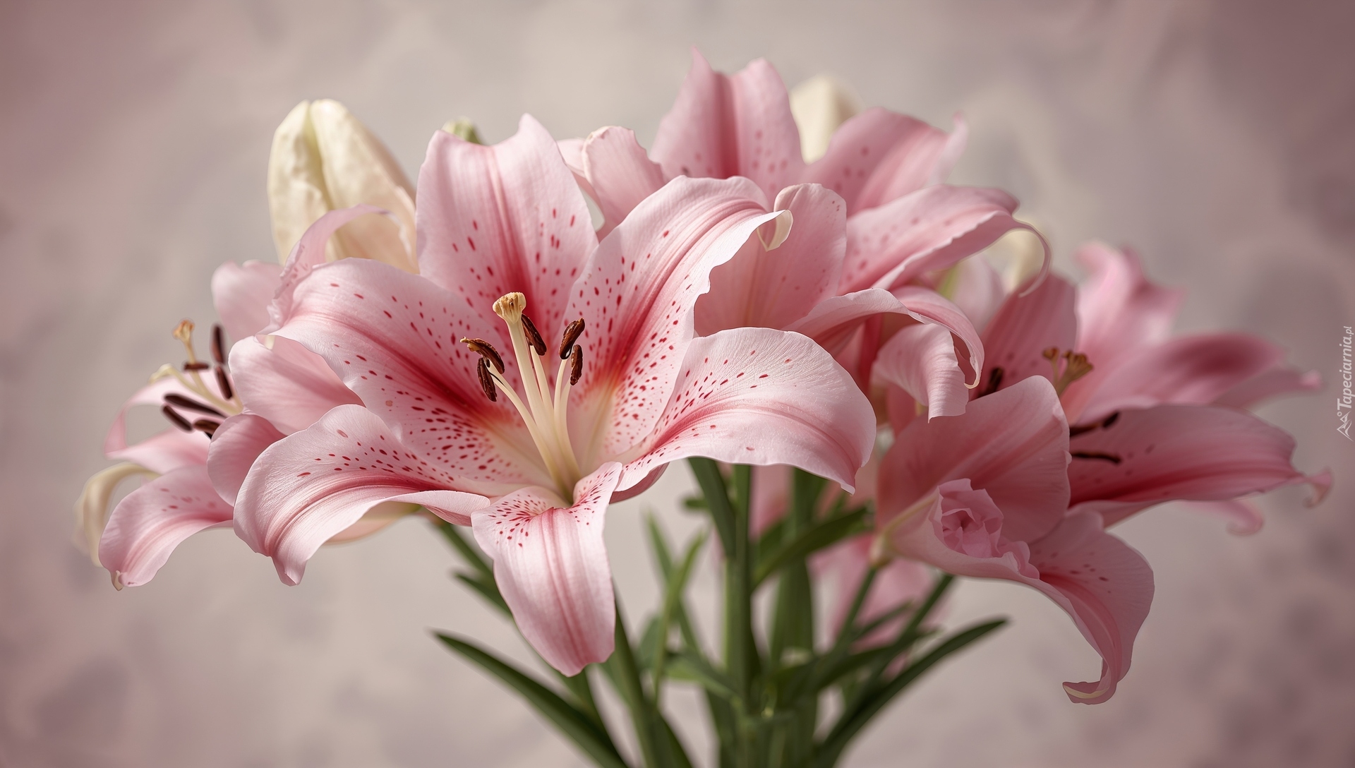 Różowe, Lilie, Zbliżenie, AI