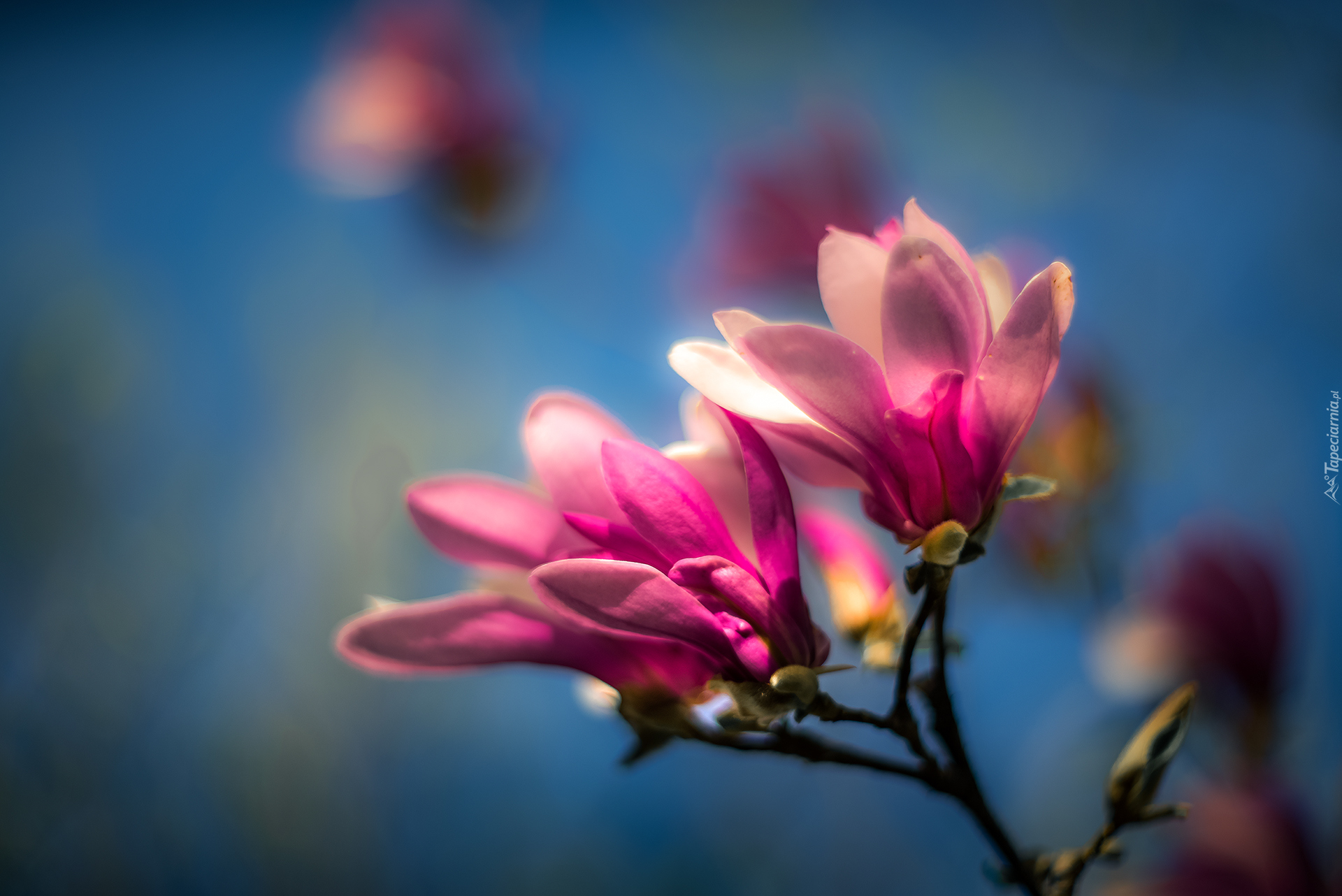 Magnolia, Kwiaty