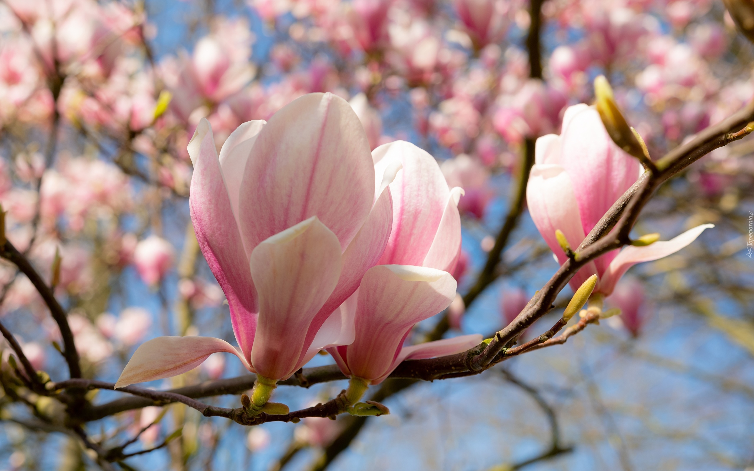 Magnolia, Różowe, Kwiaty, Pąki, Gałązki