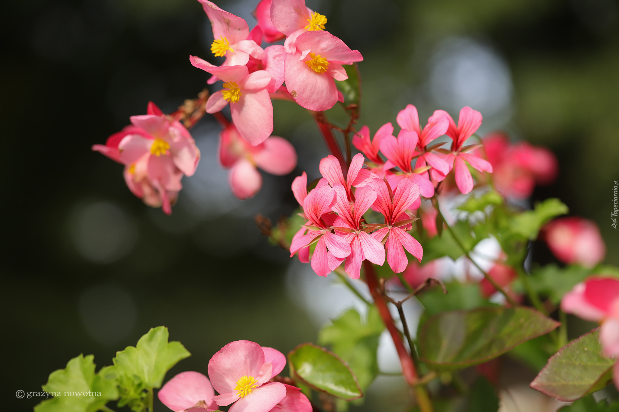 Pelargonie, Różowe, Kwiaty