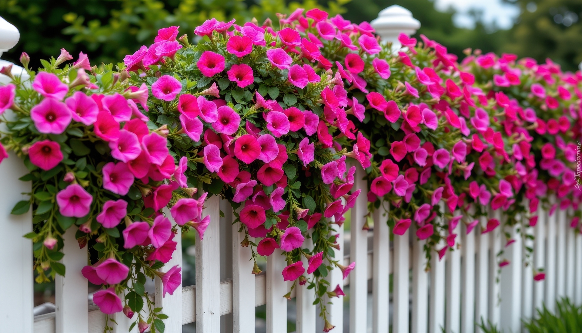 Różowe, Kwiaty, Petunie, Wiszące, Biały, Płot