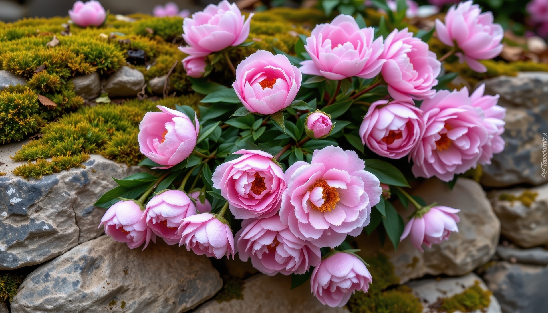 Różowe, Piwonie, Kamienie, Mech