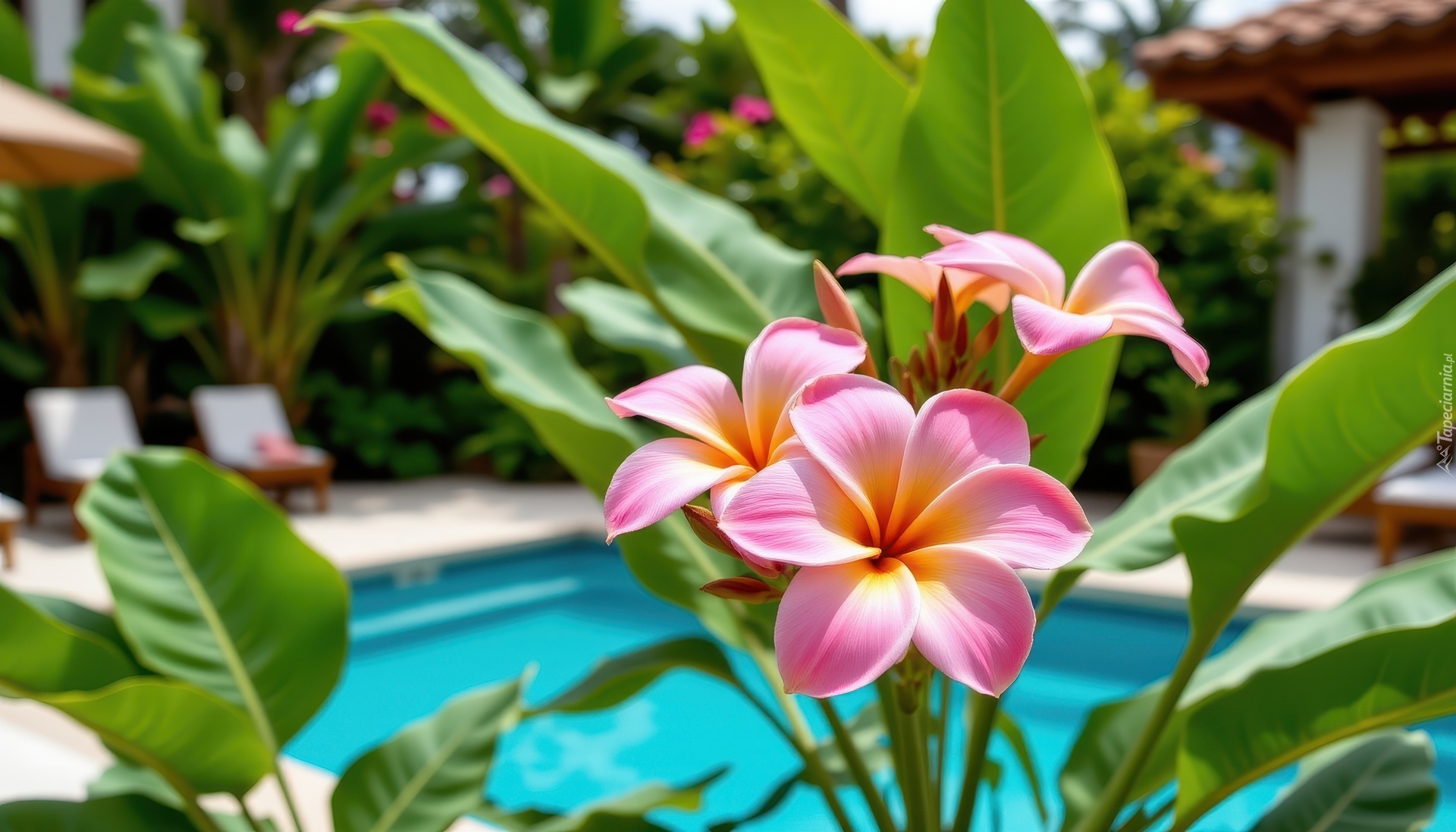 Różowa, Plumeria, Kwiaty, Grafika AI