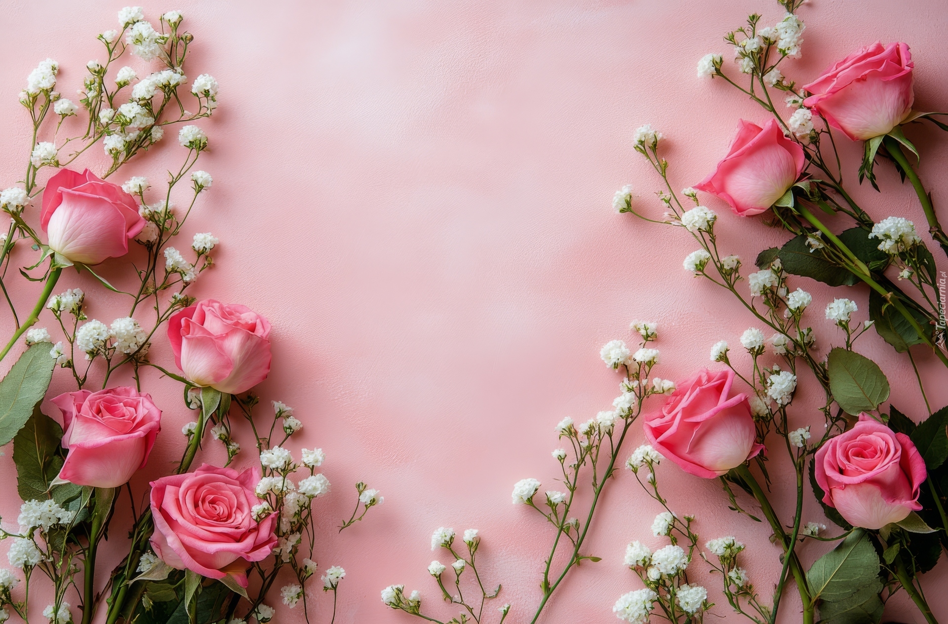 Kwiaty, Różowe, Róże, Biała, Gipsówka