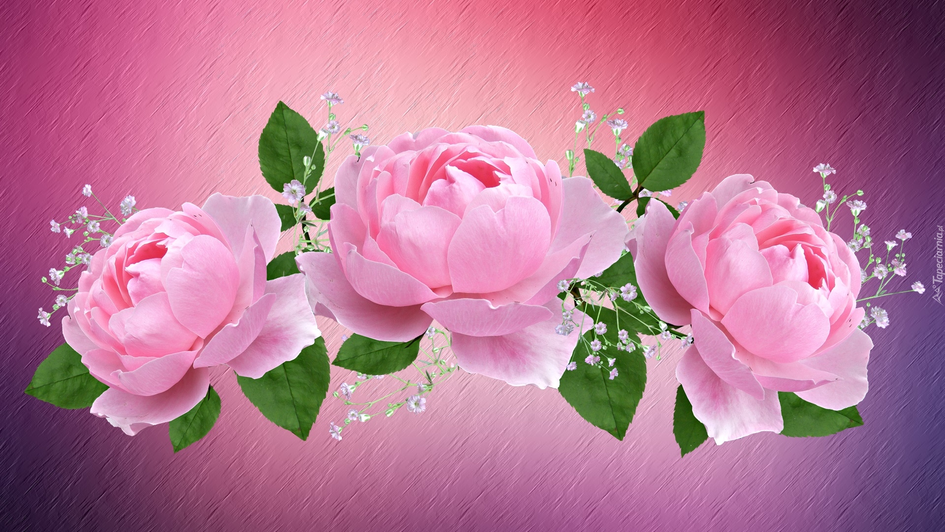 Kwiaty, Różowe, Róże, 2D