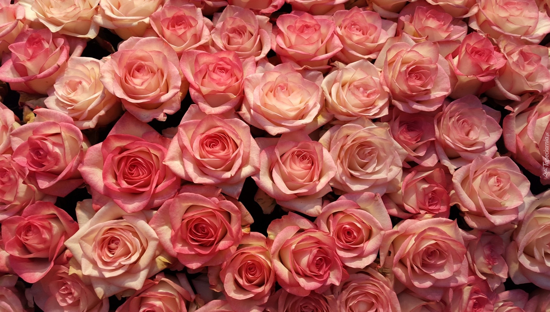 Kwiaty, Róże, Różowe