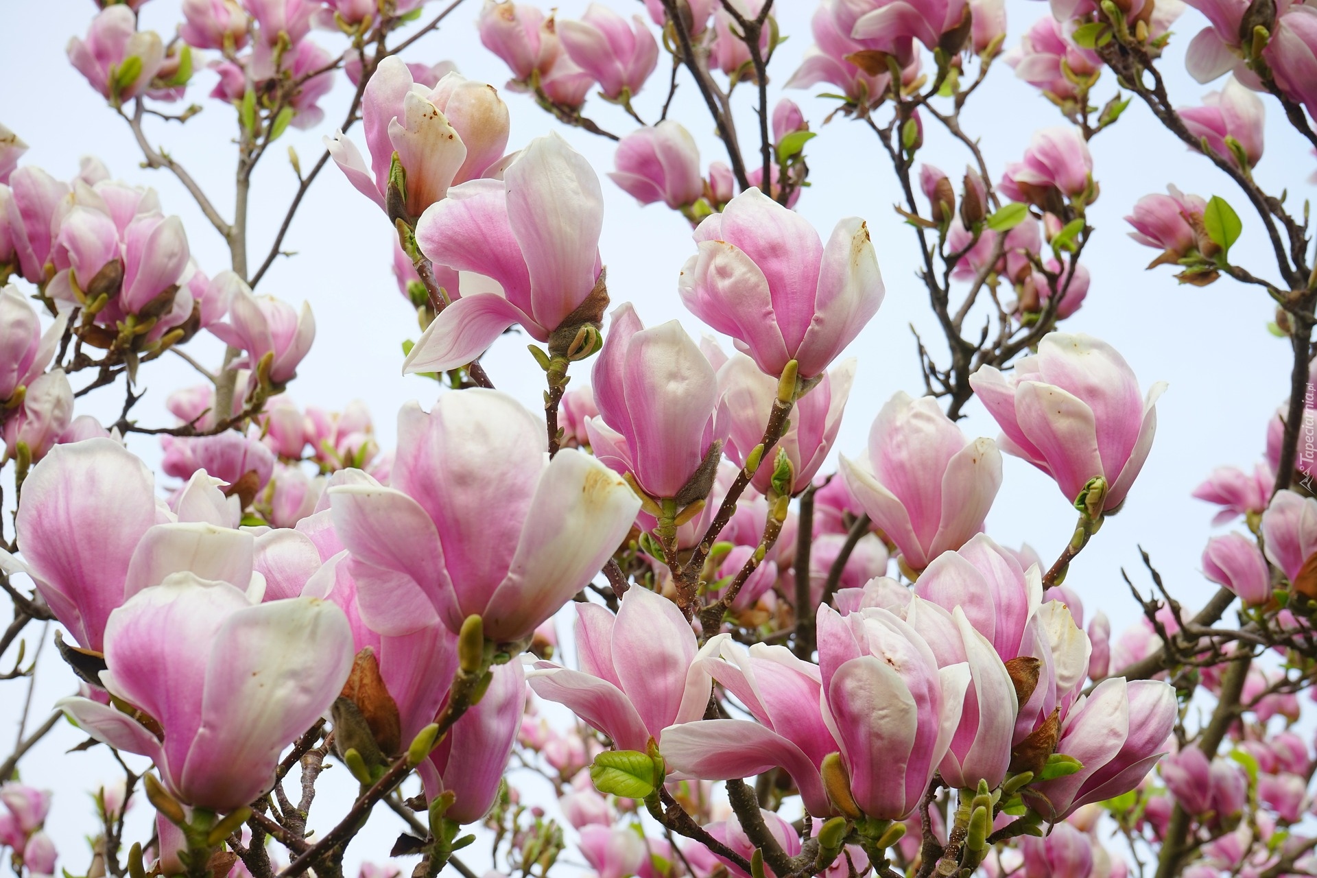 Różowa, Magnolia, Gałązki, Krzew