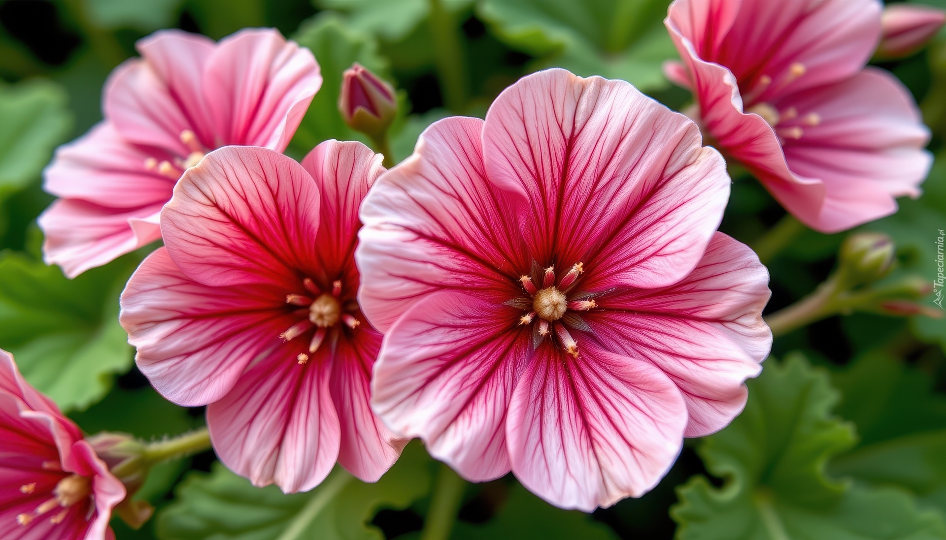 Kwiaty, Różowe, Zbliżenie, Grafika AI