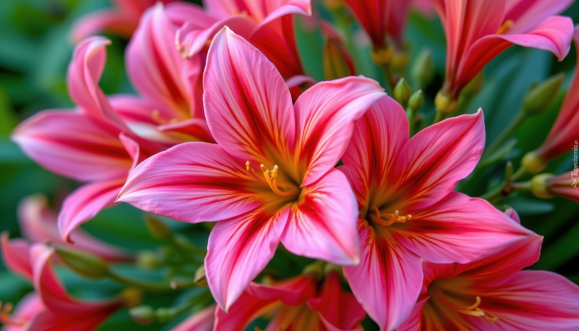 Różowe, Rozkwitnięte, Kwiaty, Zbliżenie