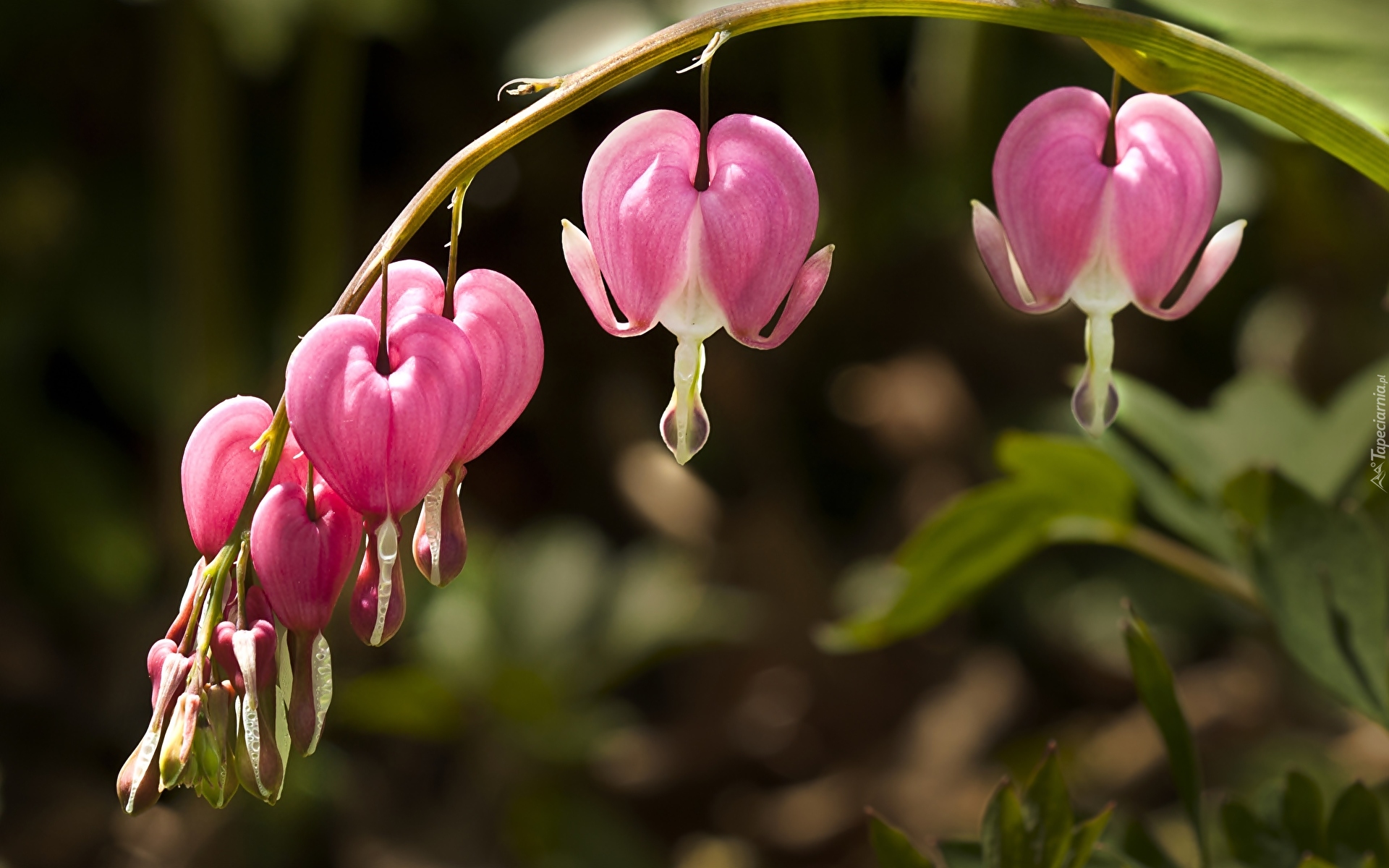 Dicentra, Różowe, Kwiaty, Serduszka okazałe