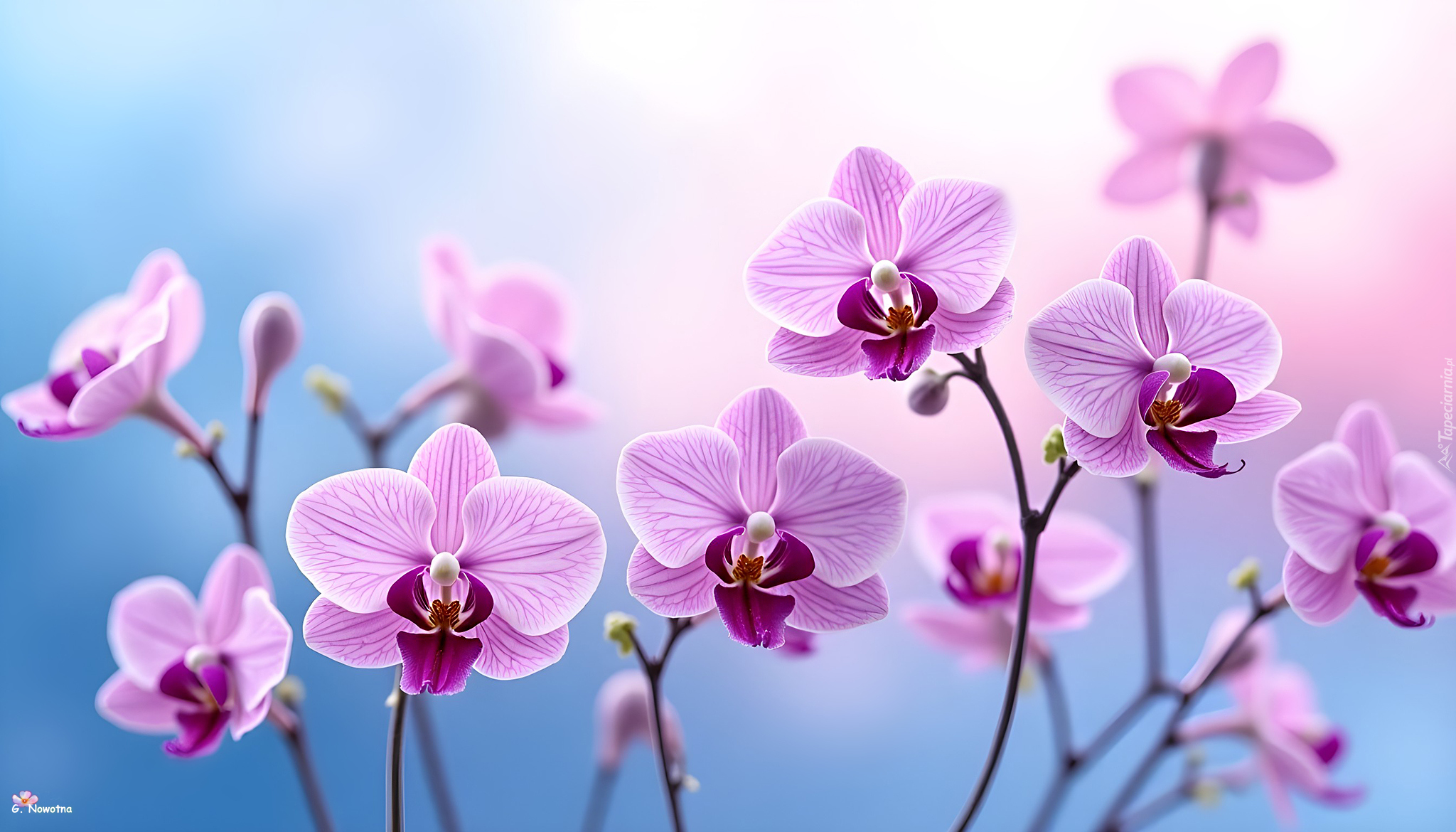 Różowe, Orchidee, Storczyki, Kwiaty, Grafika AI