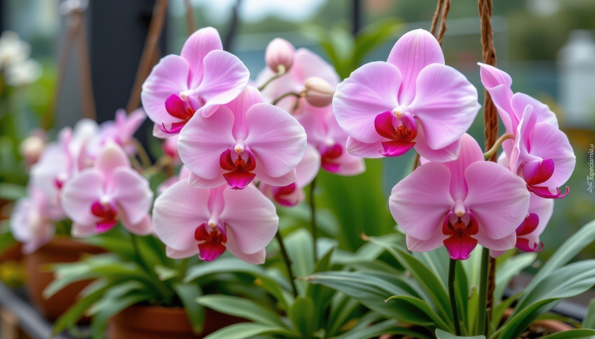 Storczyki, Różowe, Liście