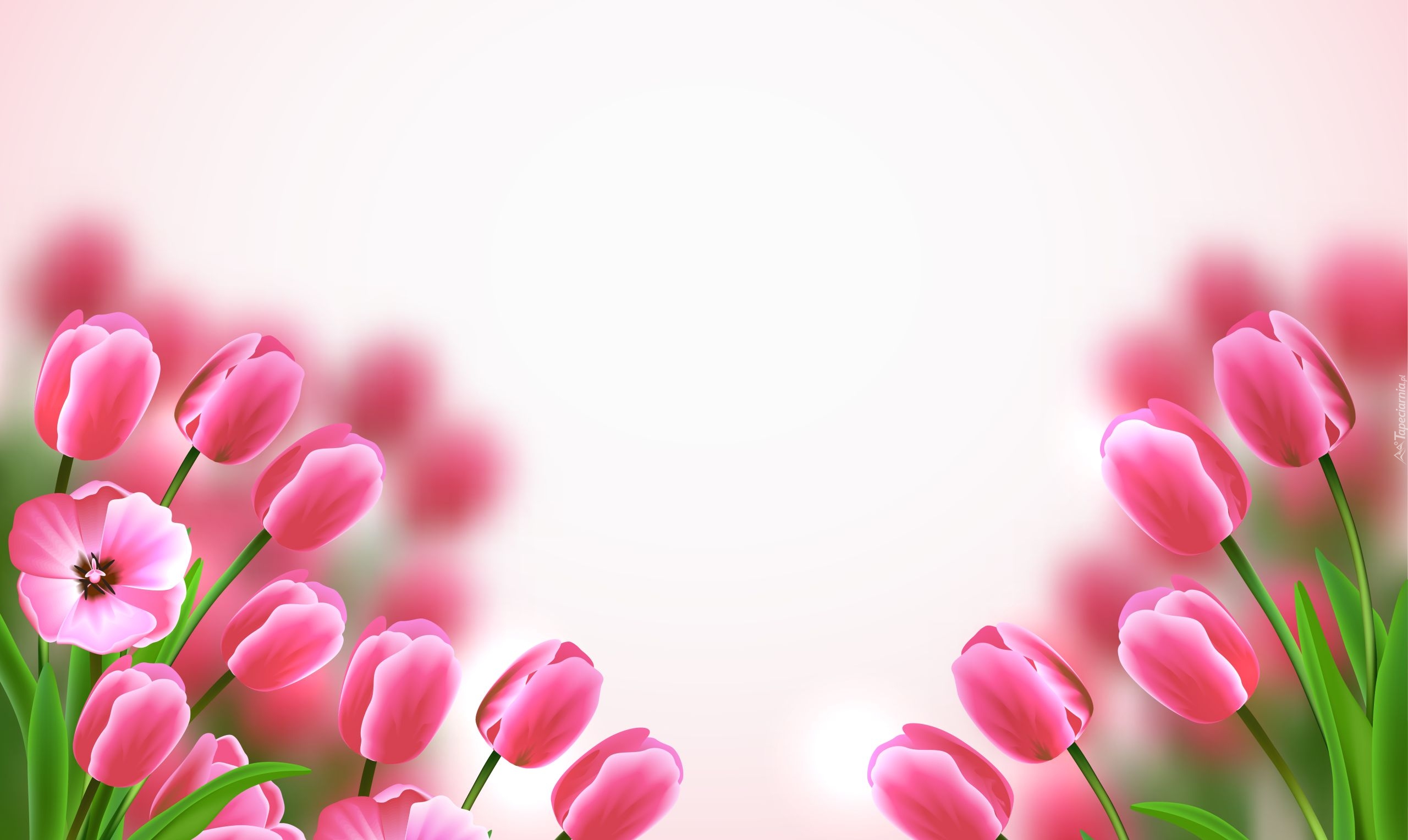 Kwiaty, Różowe, Tulipany, 2D