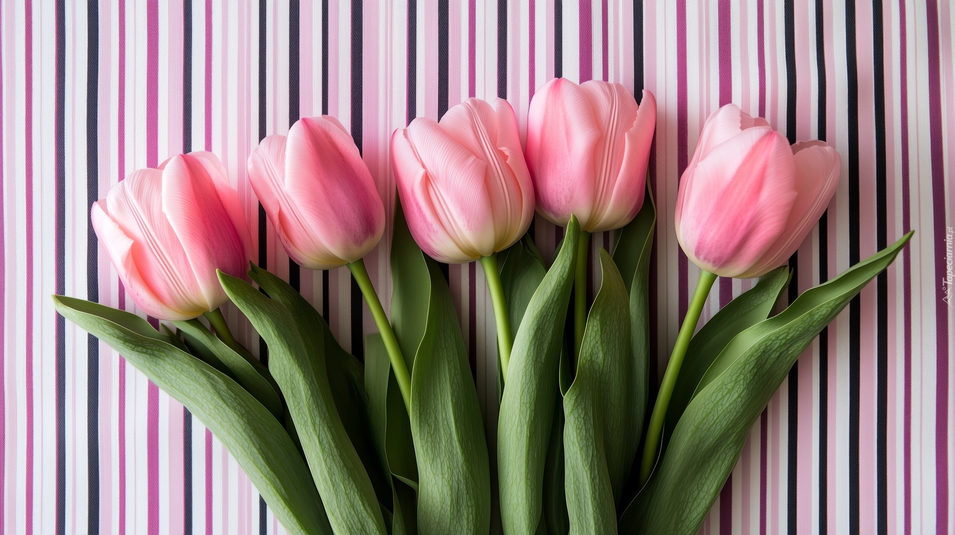 Różowe, Tulipany, Tło, Paski