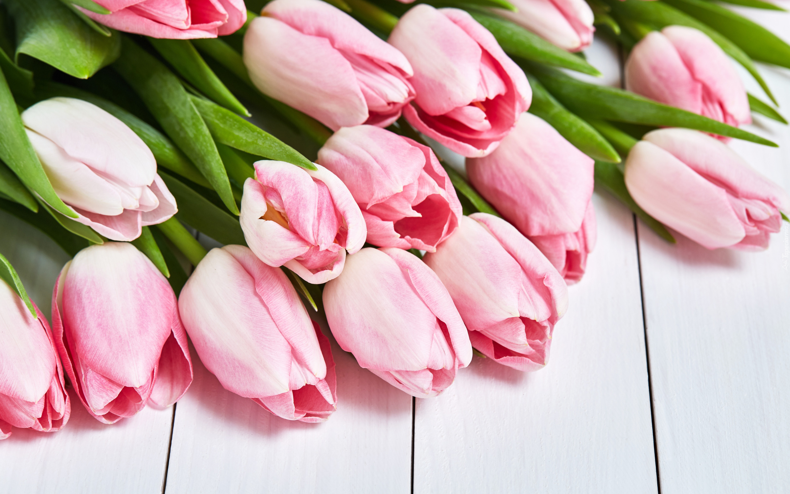 Kwiaty, Różowe, Tulipany, Liście, Deski