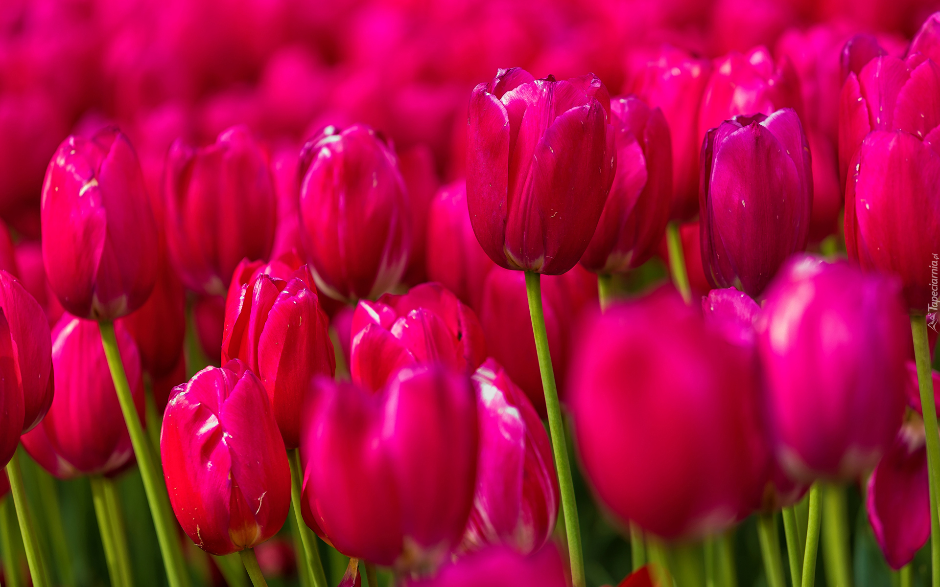 Tulipany, Różowe, Rozmycie