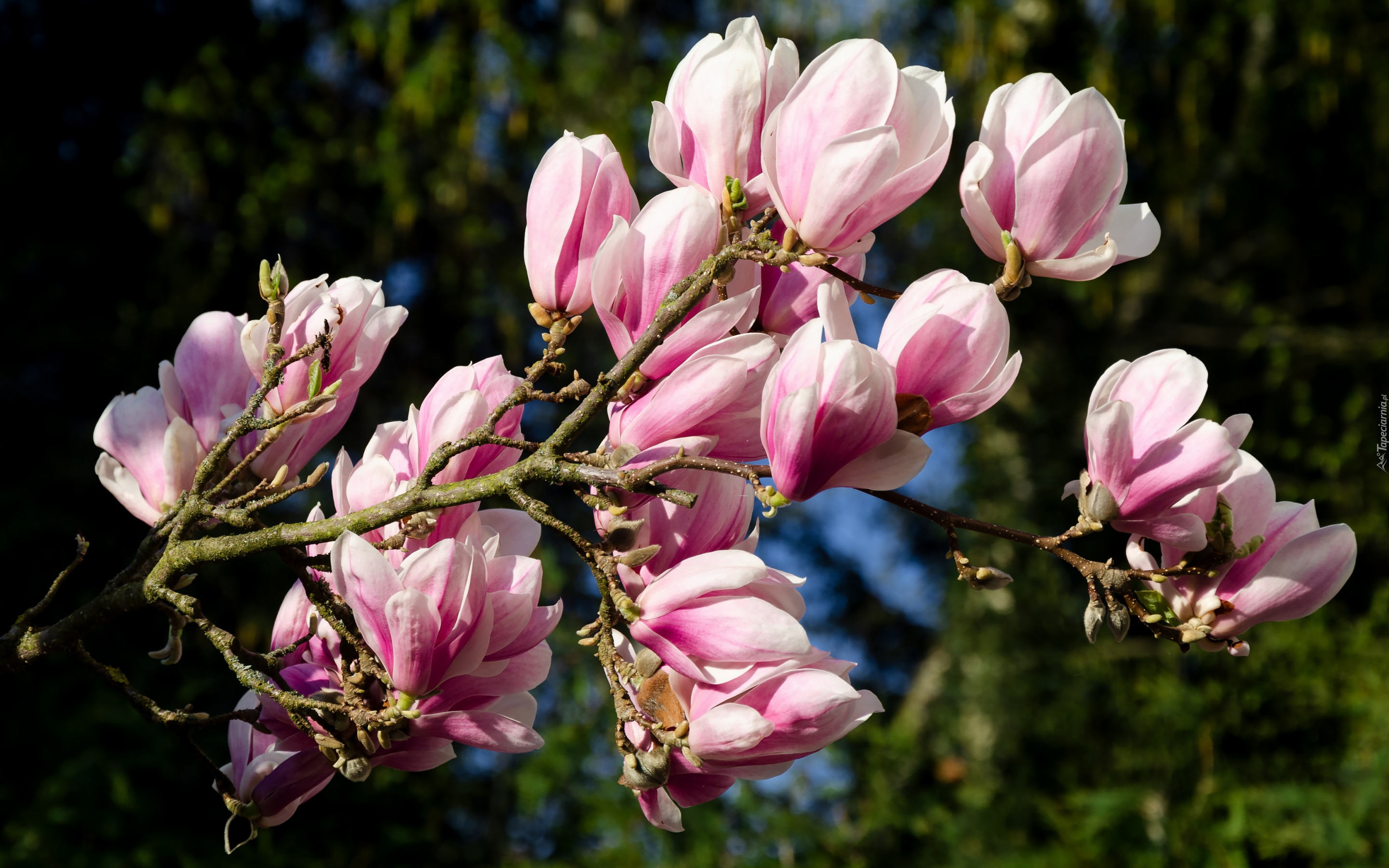 Gałąź, Kwitnąca, Magnolia