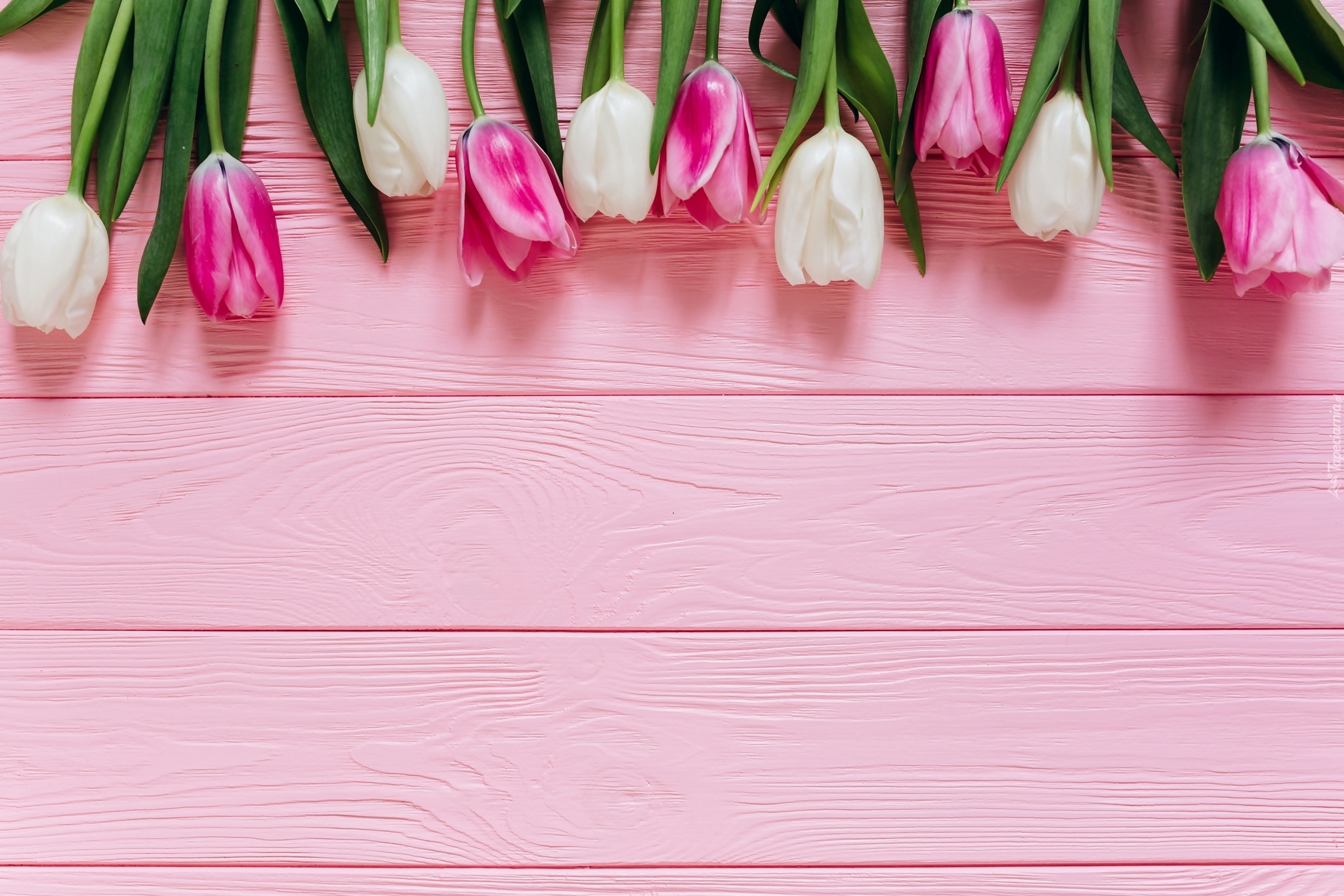 Białe, Różowo-białe, Tulipany, Różowe, Deski