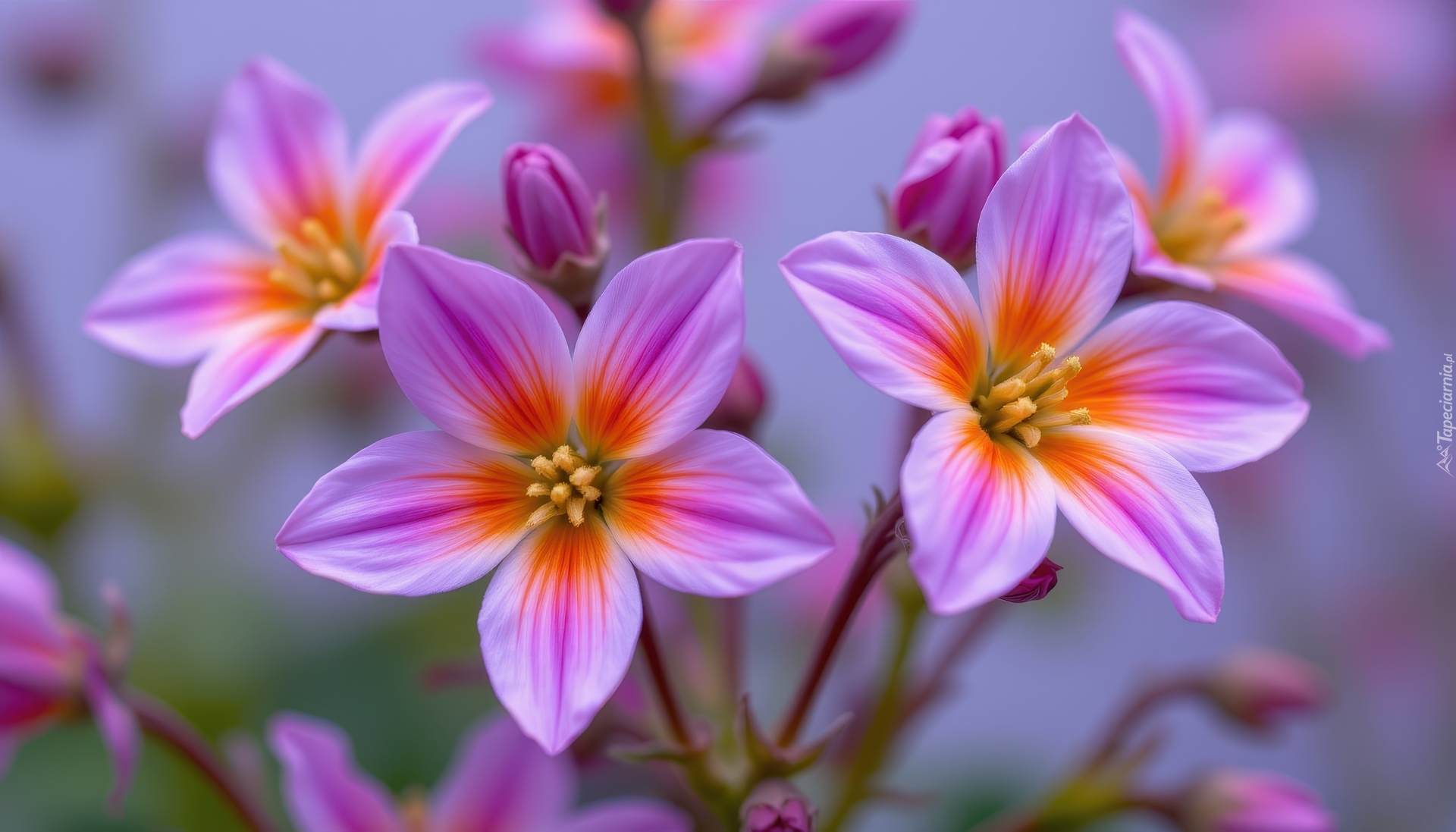 Różowo-pomarańczowe, Kwiaty