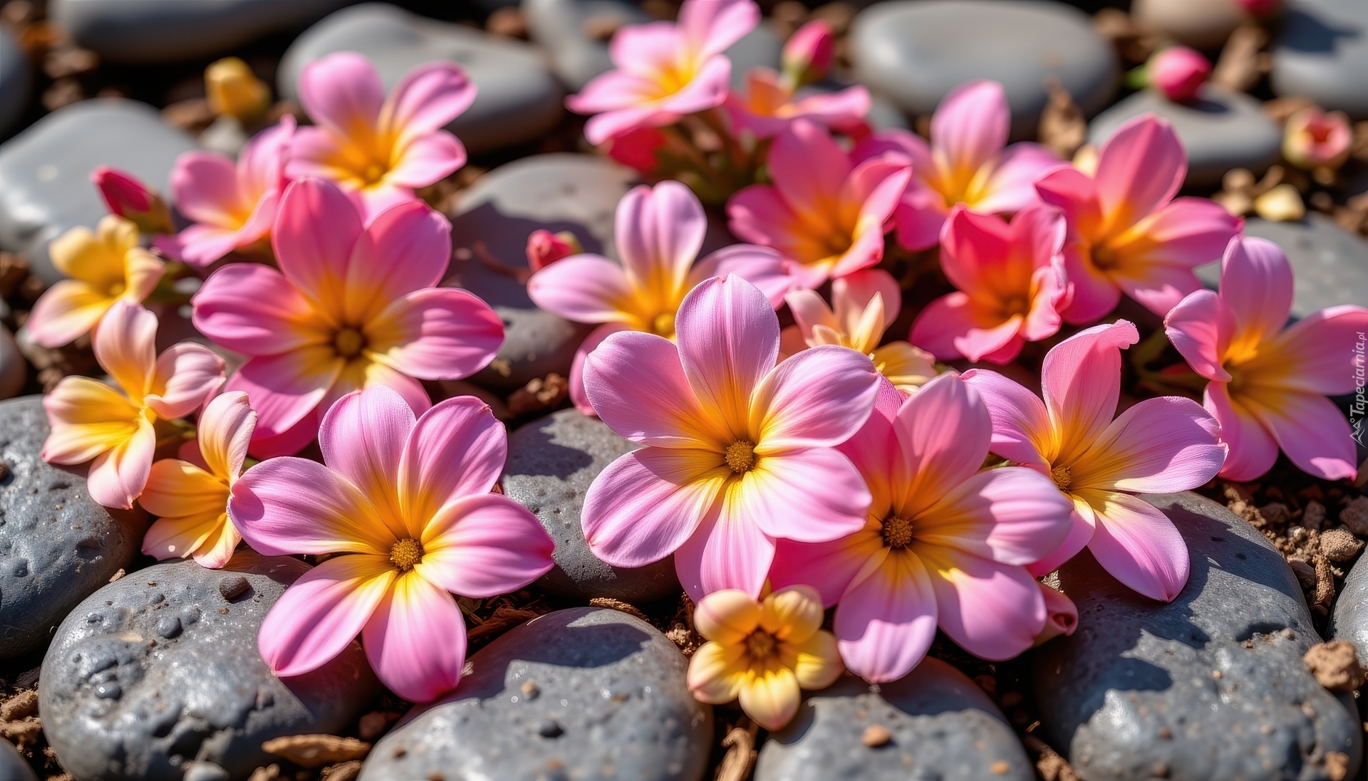 Różowo-żółte, Kwiaty, Kamienie