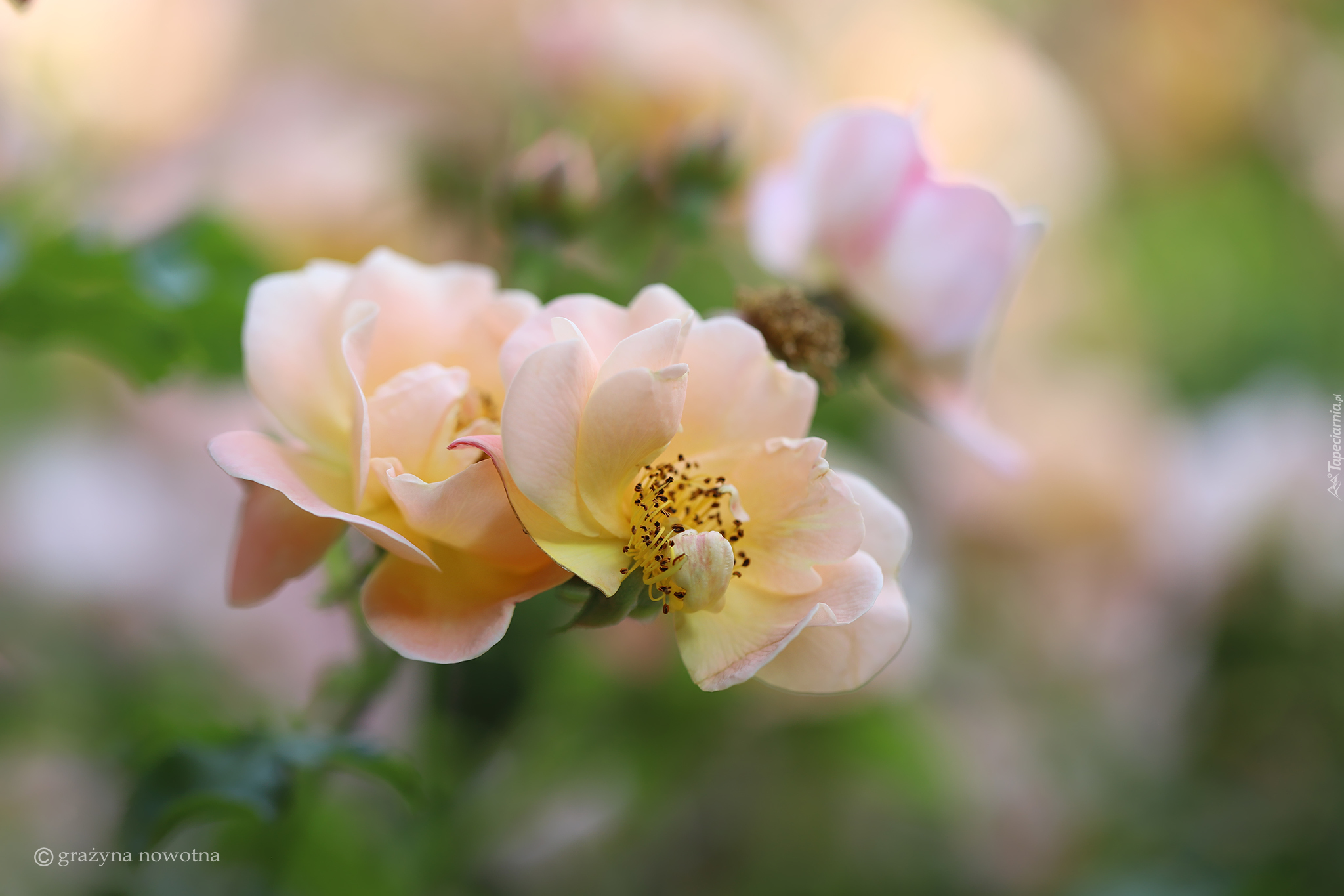 Różowo-żółte, Róże, Kwiaty