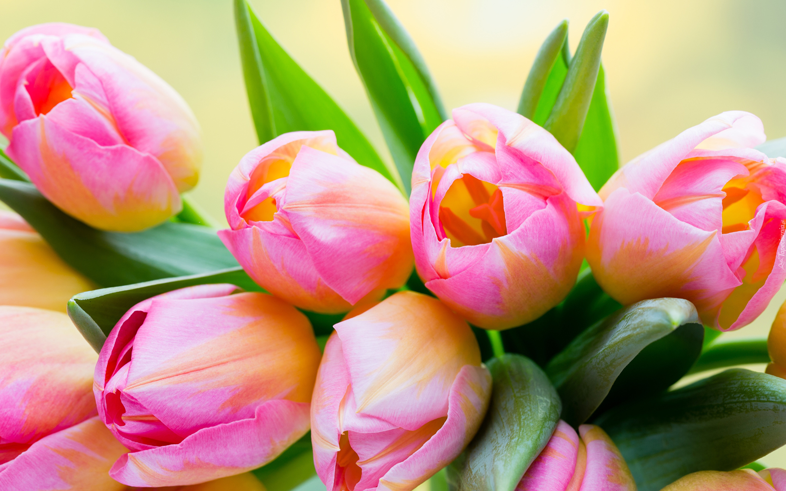 Kwiaty, Różowo-żółte, Tulipany, Liście