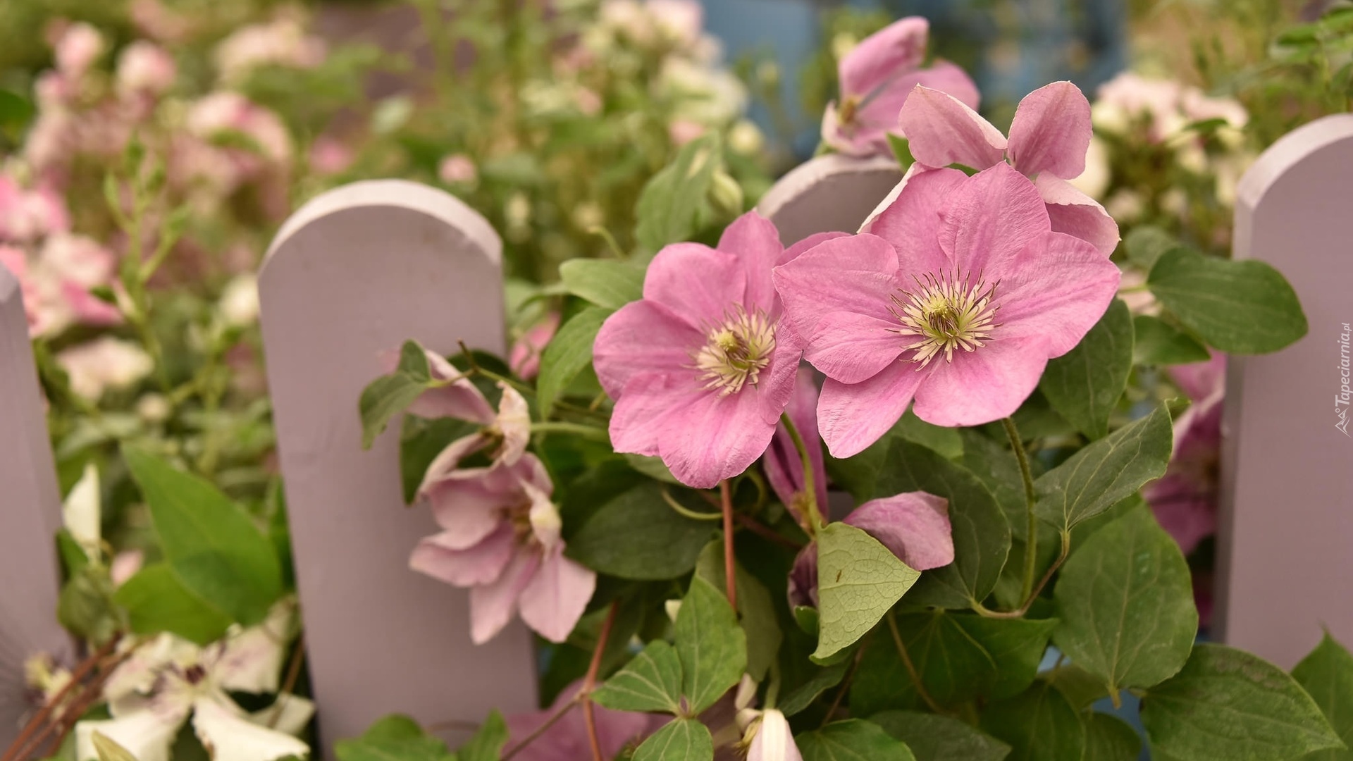 Różowe, Kwiaty, Clematis, Płotek, Rozmyte, Tło