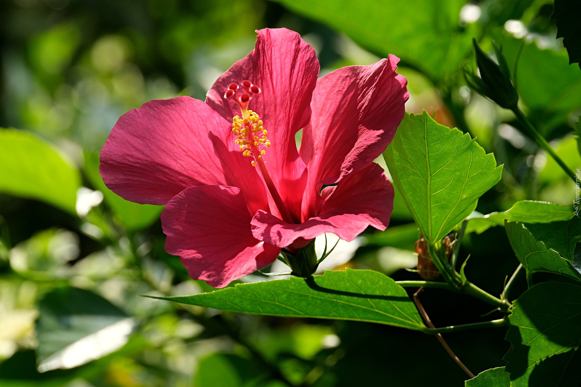 Kwitnący, Hibiskus, Liście