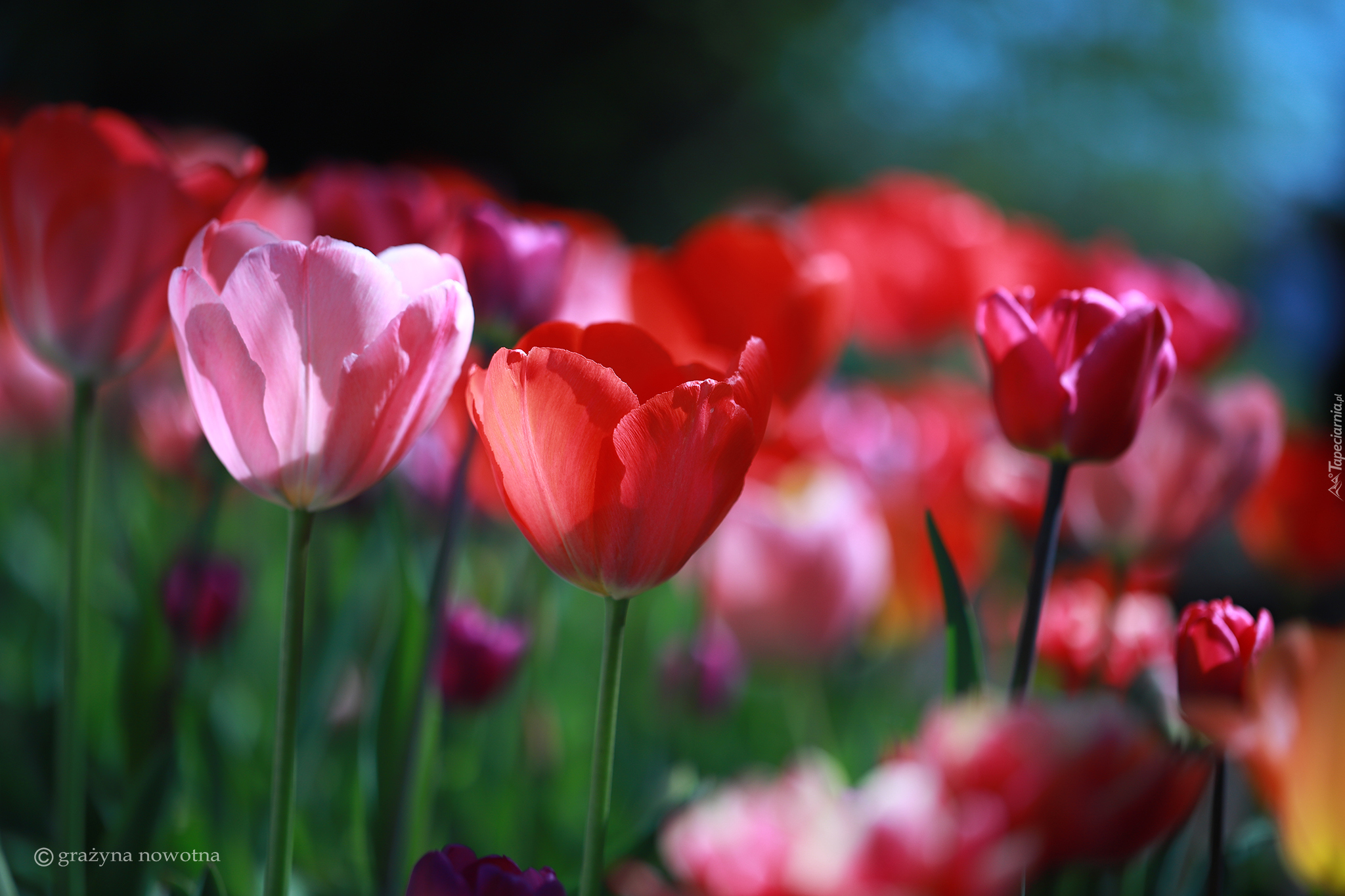 Czerwone, Tulipany, Różowy, Tulipan, Kwiaty