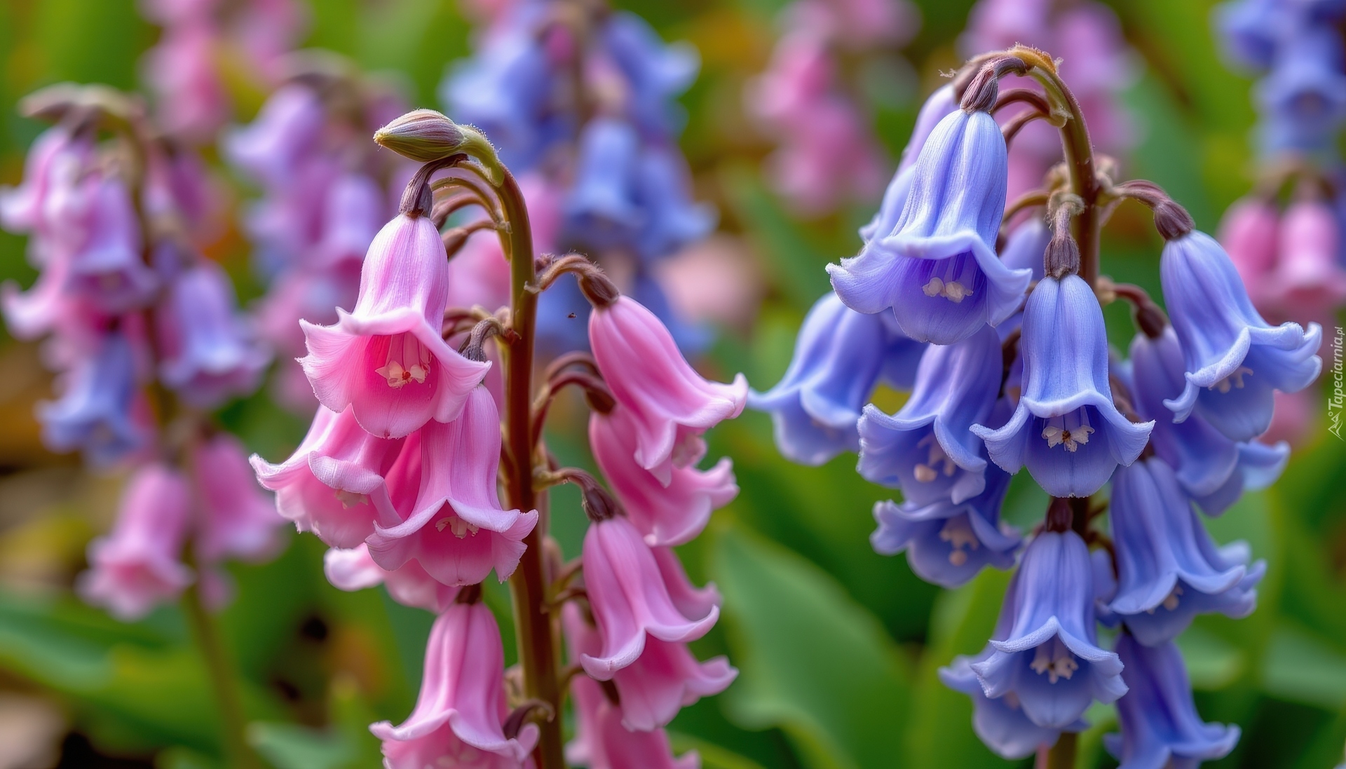 Kwiaty, Różowe, Niebieskie, Dzwonki, Zbliżenie