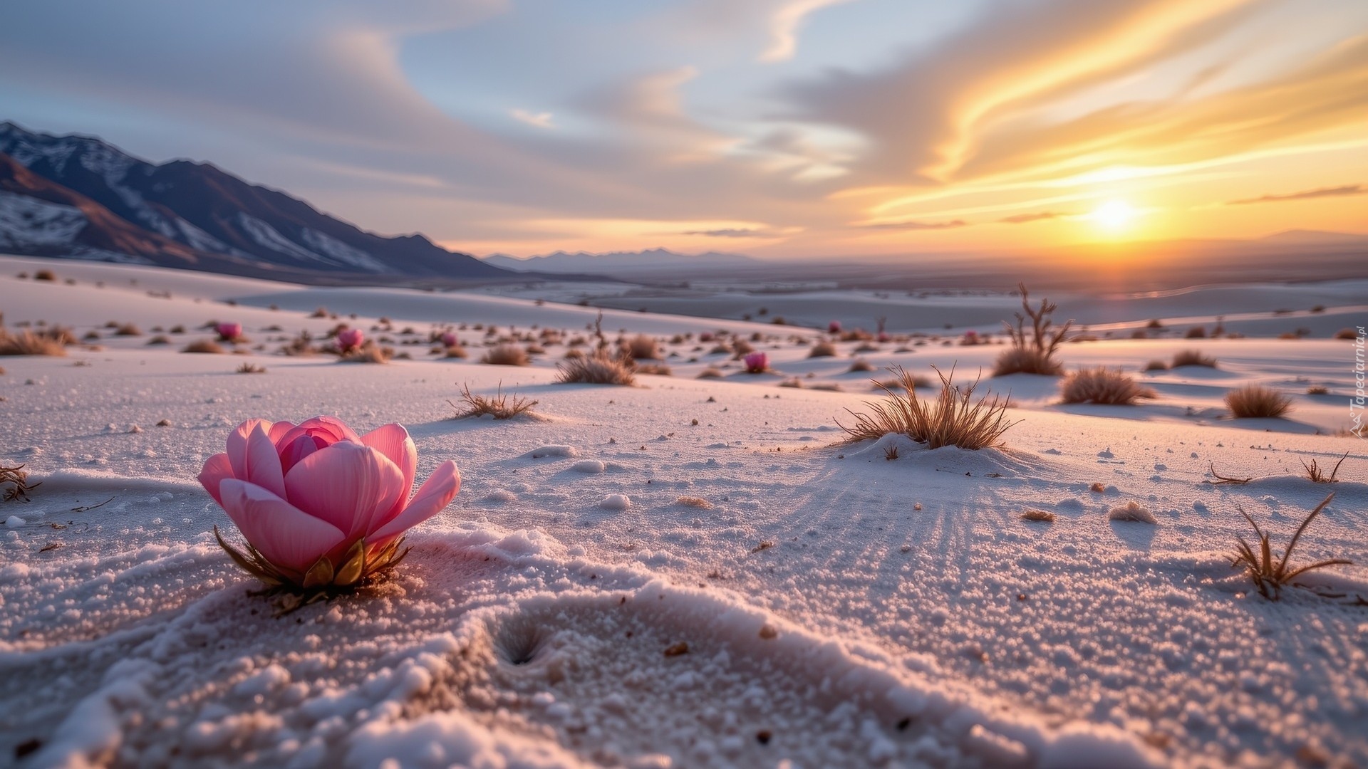 Wschód słońca, Pustynia, Różowy, Kwiat, Kępki, Trawy, Góry, Grafika
