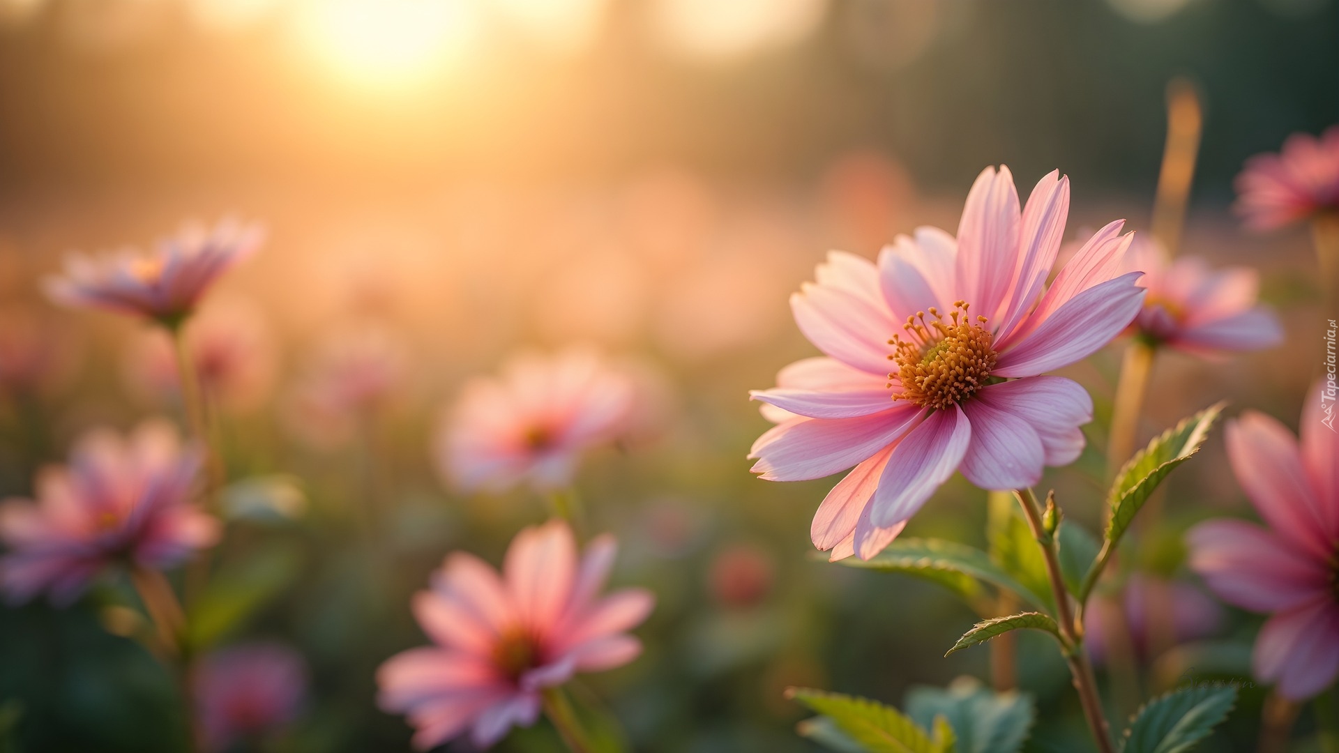 Różowy, Rozkwitnięty, Kwiat