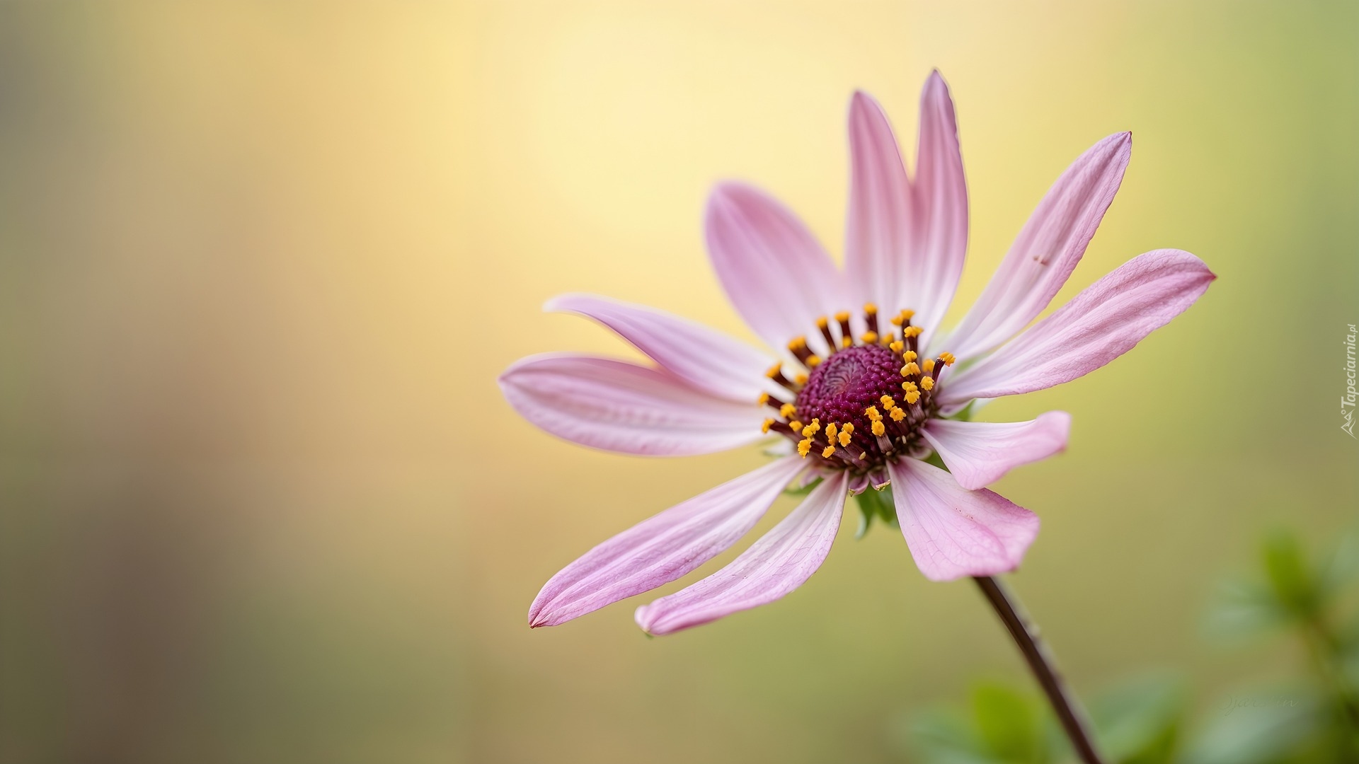 Różowy, Rozwinięty, Kwiat